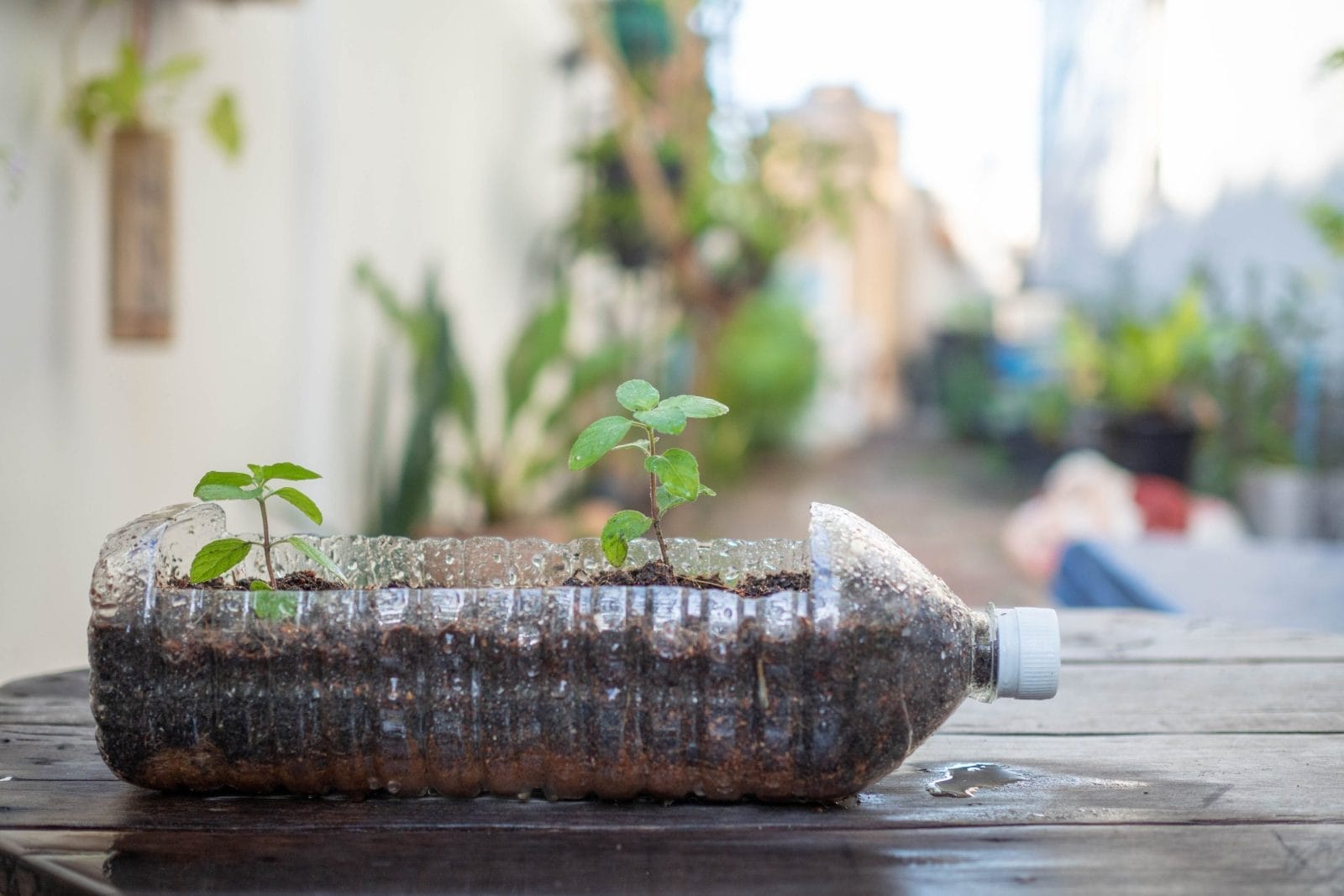 How to Make a Plant Nursery Using Plastic Food Containers – One Green Planet