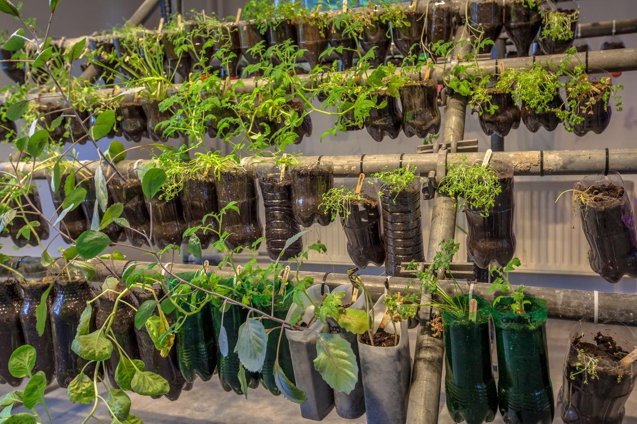 How to Make a Plastic Bottle Garden for Sustainable Gardening