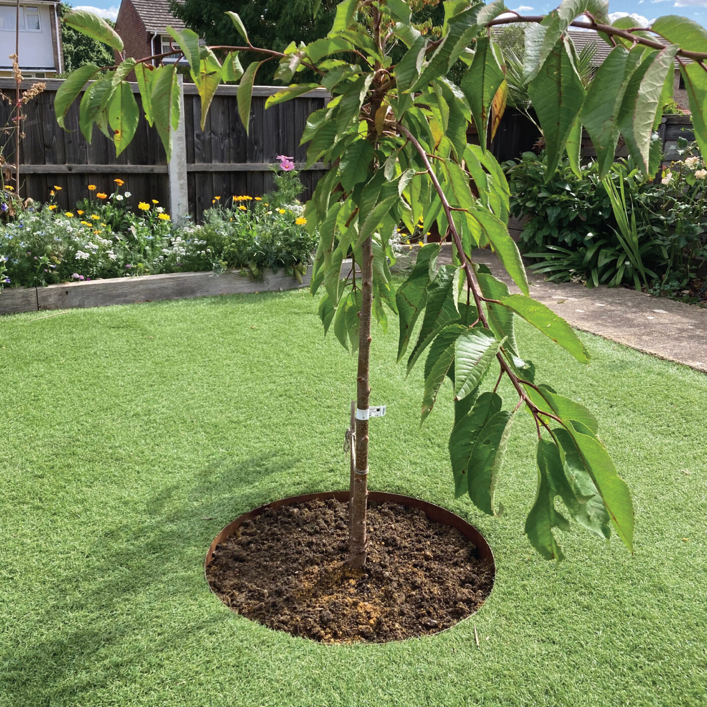 How to Make a Tree Ring and Protect Roots | The Ideal Garden