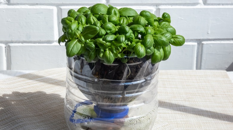 How To Upcycle Empty Plastic Water Bottles Into Convenient Seed Planters For Your Garden