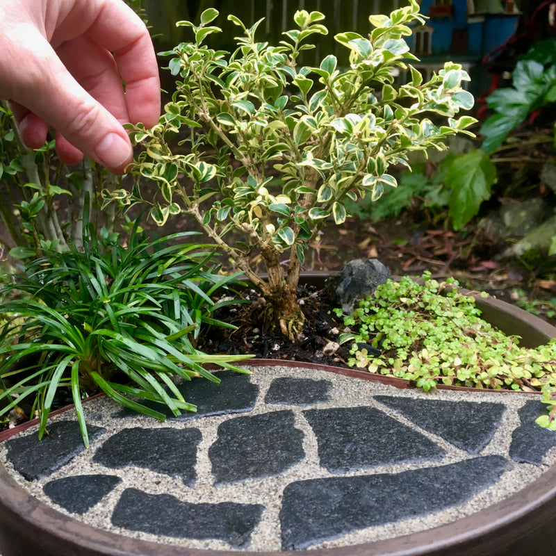 Indoor Miniature Plants - Small Houseplants for Tiny Gardens – Two Green Thumbs Miniature Garden Center
