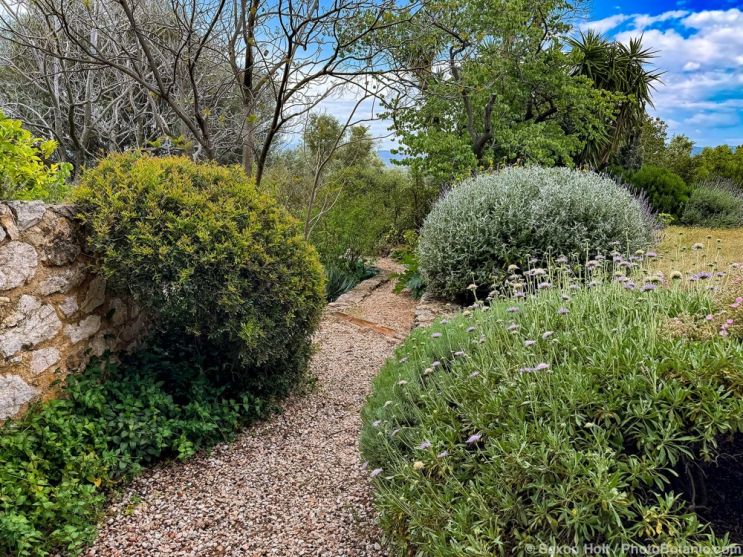 June 2026 Newsletter: The Mediterranean Basin Summer-Dry | Celebrate Plants in Summer-Dry Gardens