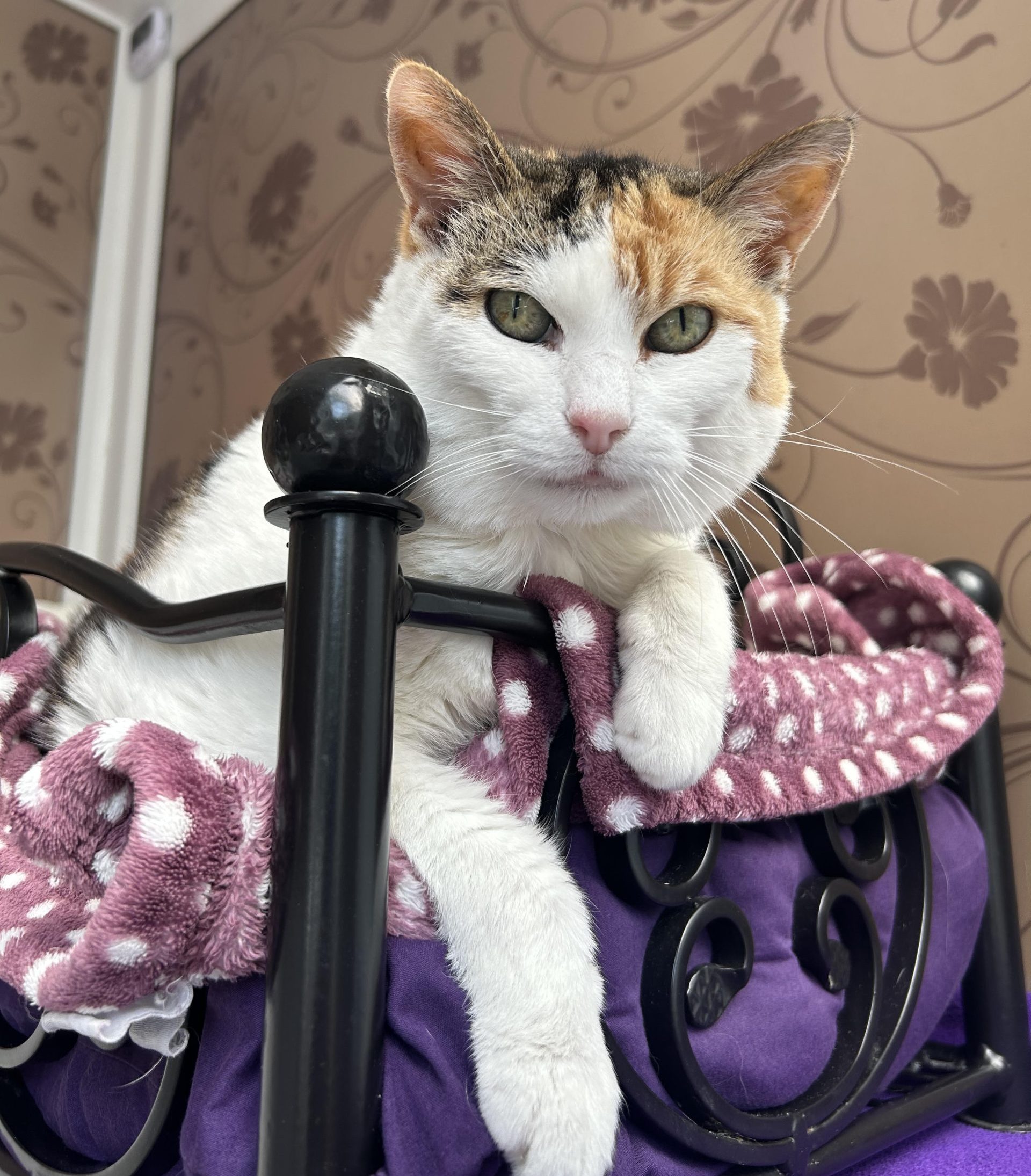 Longcroft Luxury Cat Hotel Southport, Merseyside