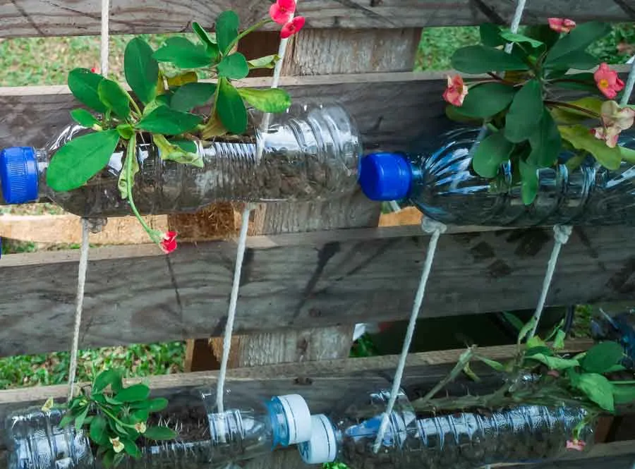 recycled-bottles-hanging-on-the-vertical-garden-2022-11-14-11-34-32-web | Triangle Gardener Magazine