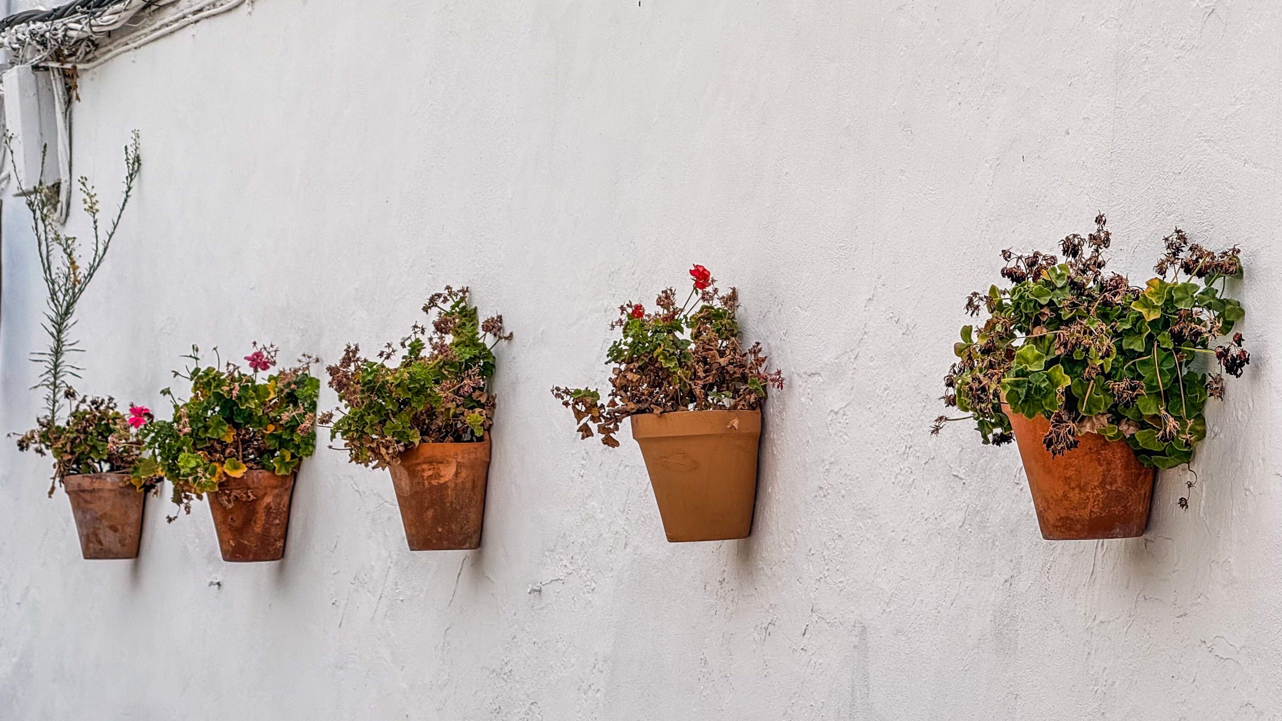 Row of terracotta wall planters with green plants and red flowers against a white wall.