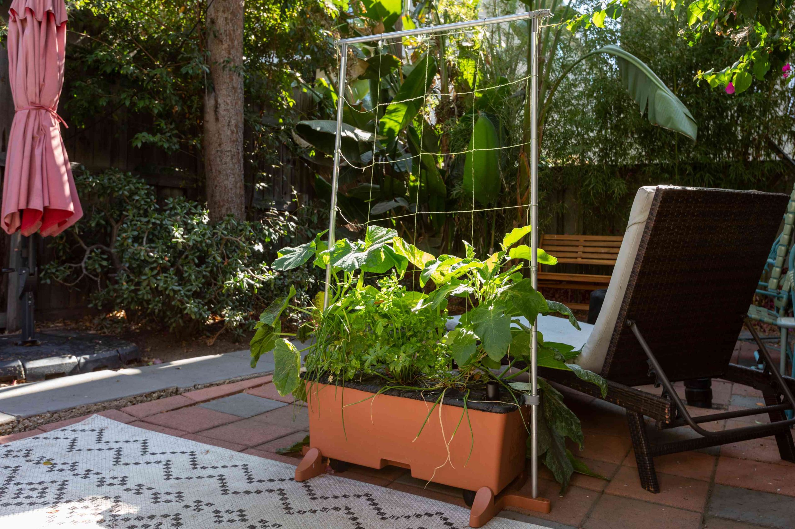 Six Great Containers for Growing Vegetables