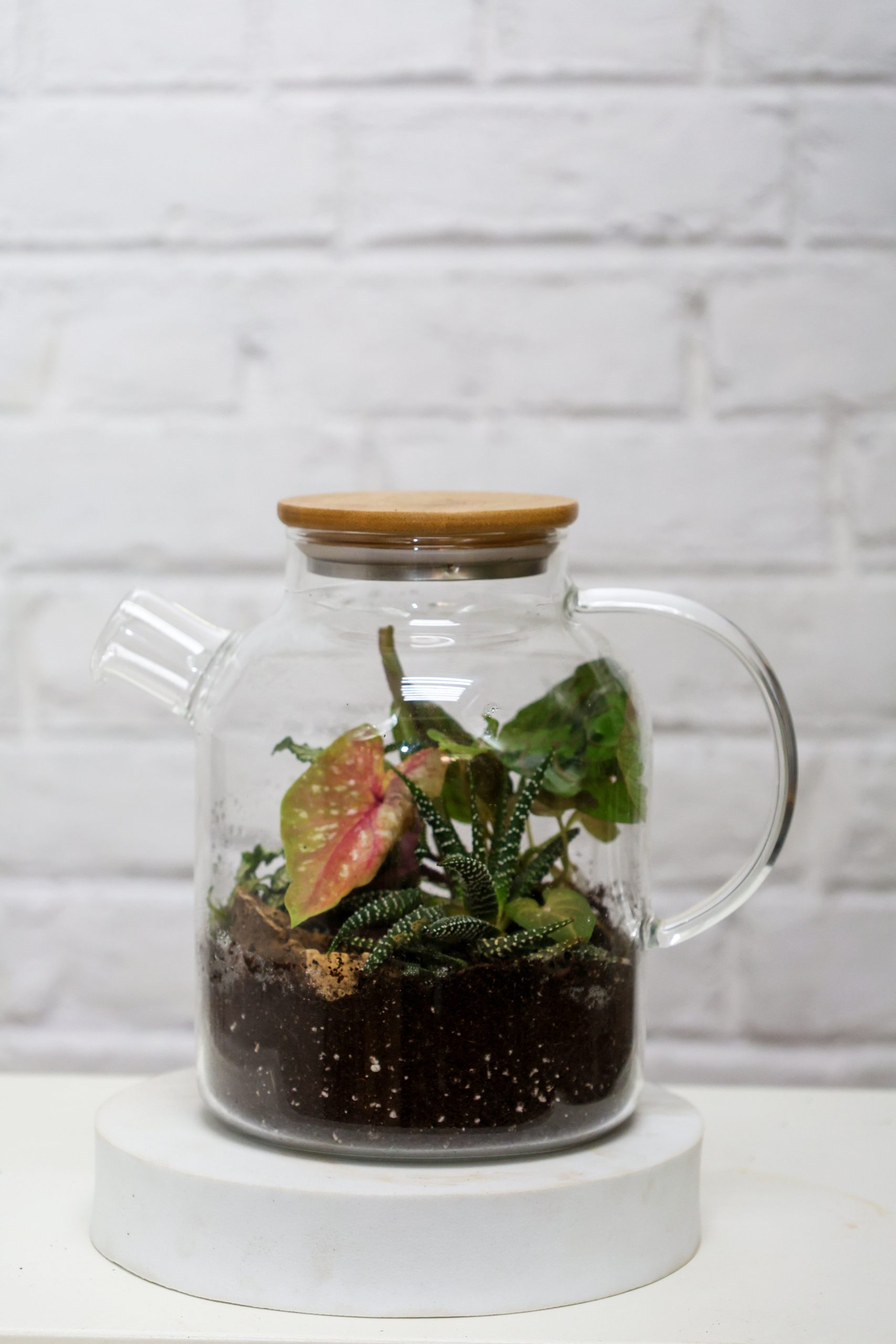 Terrarium Plants: Create Your Own Mini Garden Indoors – unlimitedgreens