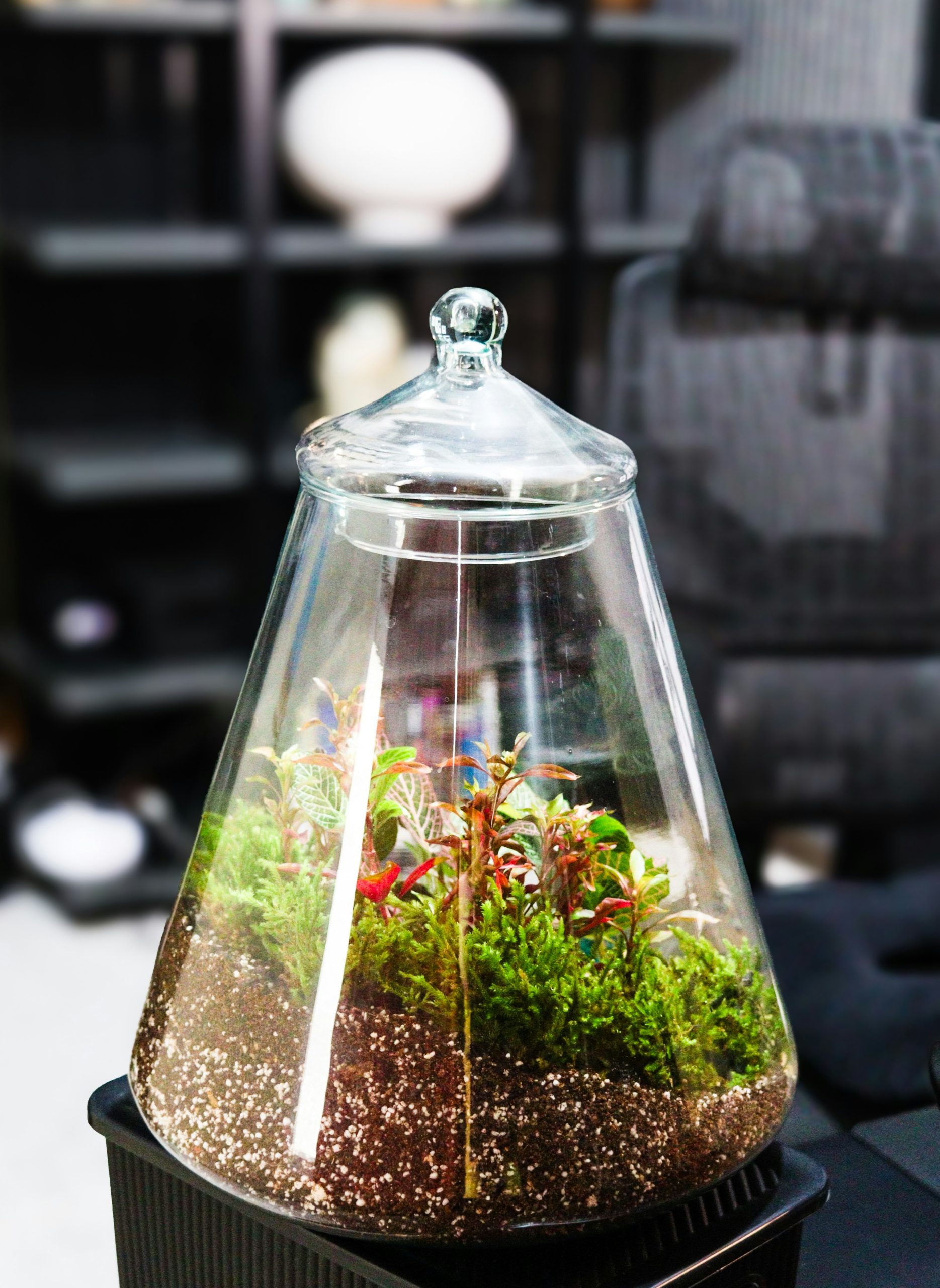 Terrarium with plants and moss in a glass container.