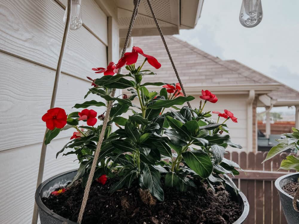 The BEST Outdoor Hanging Plants - Love & Renovations