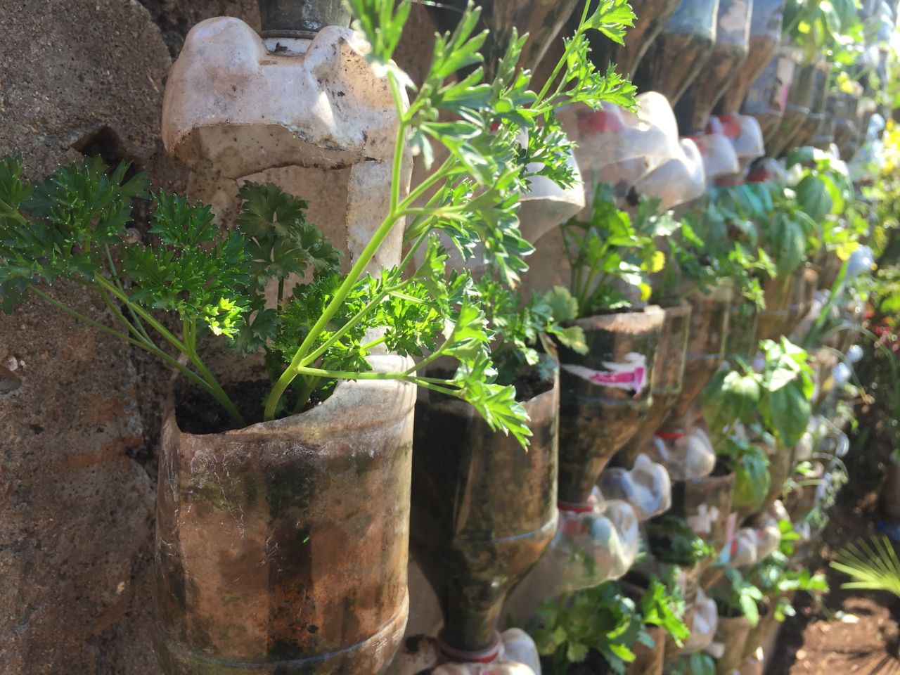 The UPB Vertical Garden a hanging garden made from plastic bottles — Steemit