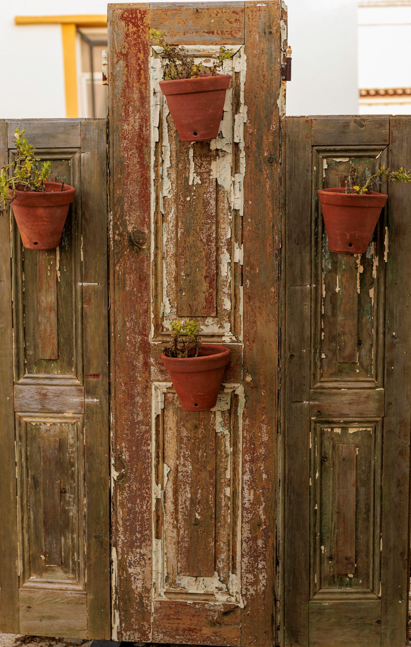 Three terracotta pots with plants on weathered wooden doors.