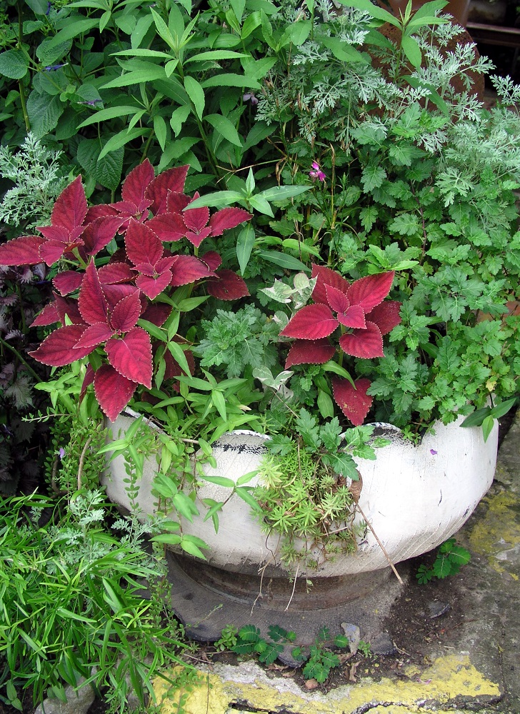 TIRE PLANTER – Rolling with Recycling – Felder Rushing's Blog