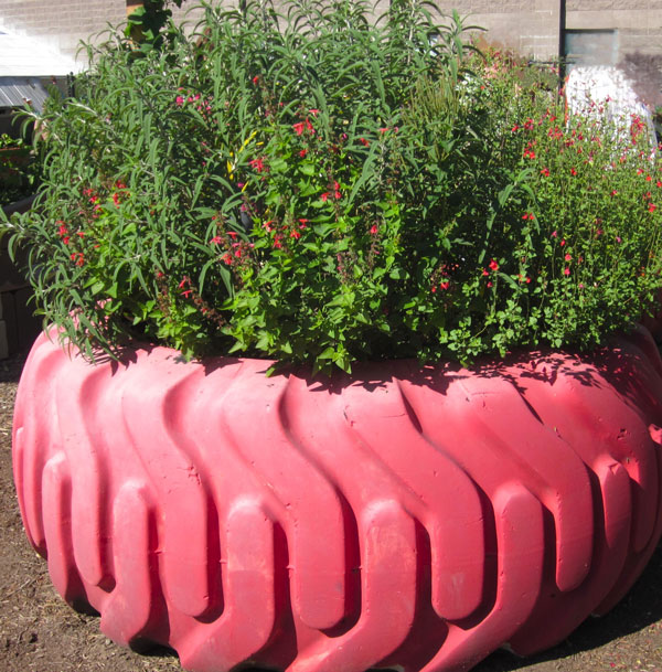 Tire planters – on the roll in gardens – by Diane Morey Sitton - Neil Sperry's GARDENS