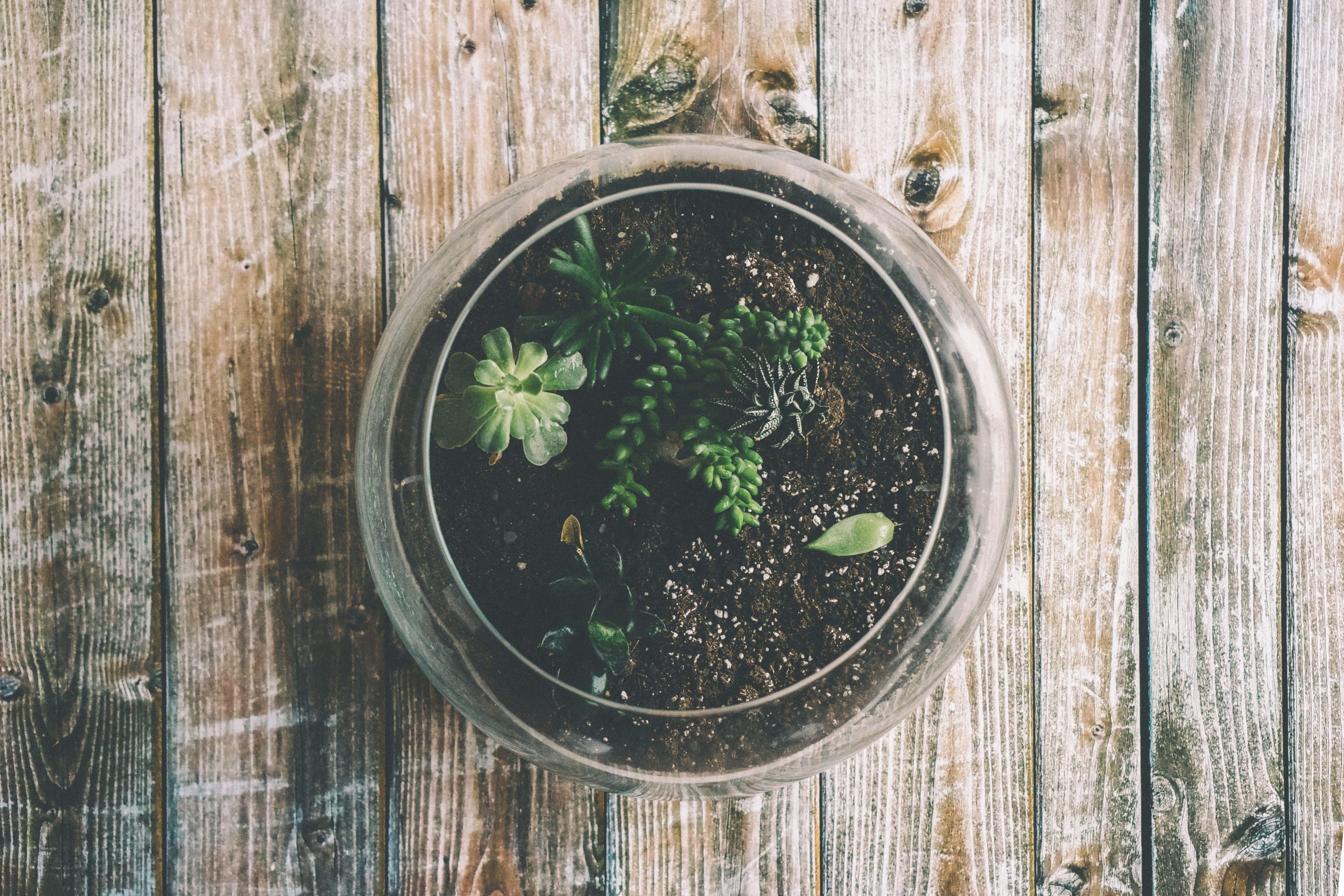 Top view of a succulent terrarium in a glass bowl on a wooden surface, showcasing a rustic and botanical aesthetic.