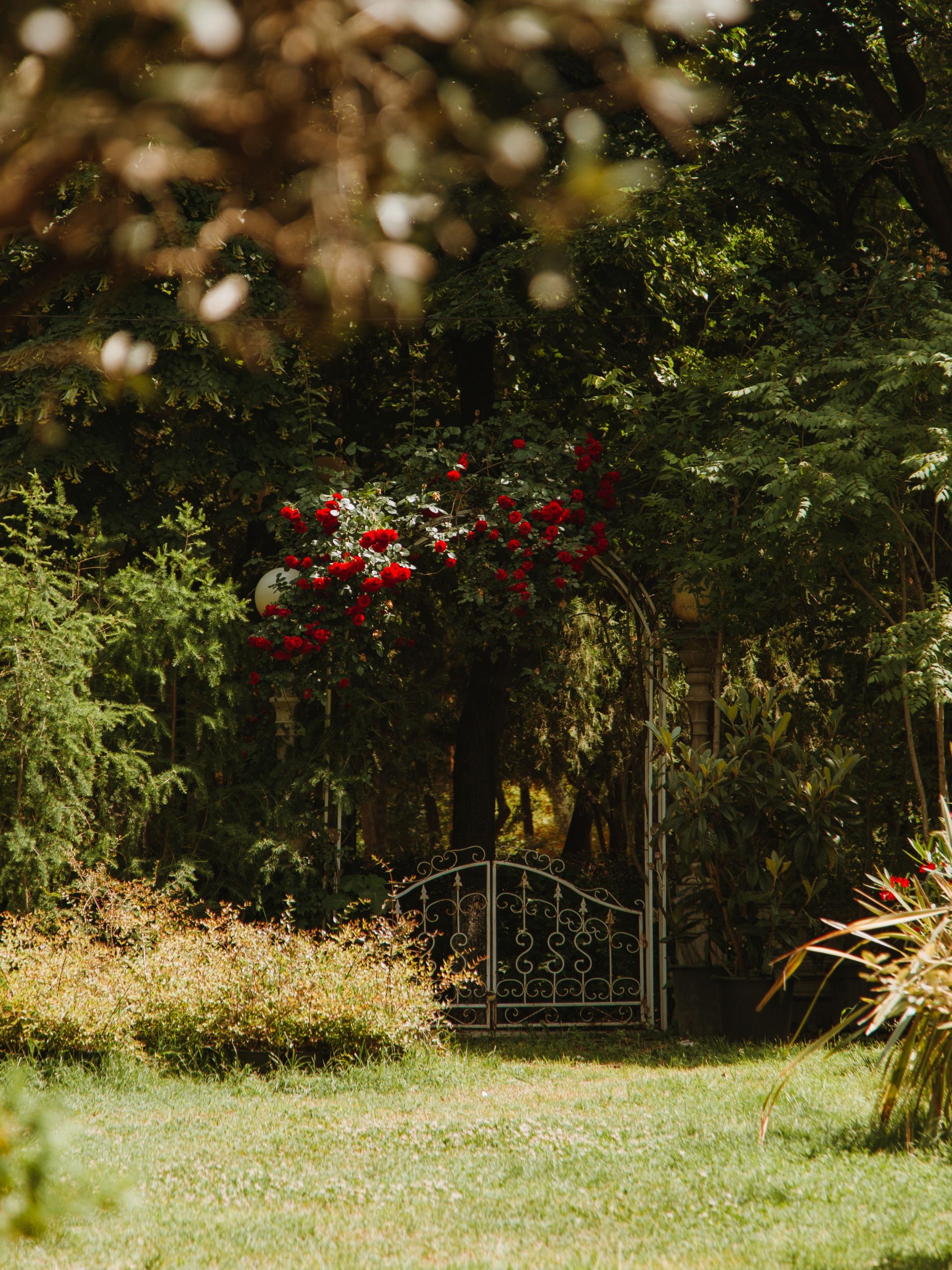 Tranquil garden with arched metal gate adorned by vibrant red flowers amidst lush greenery.