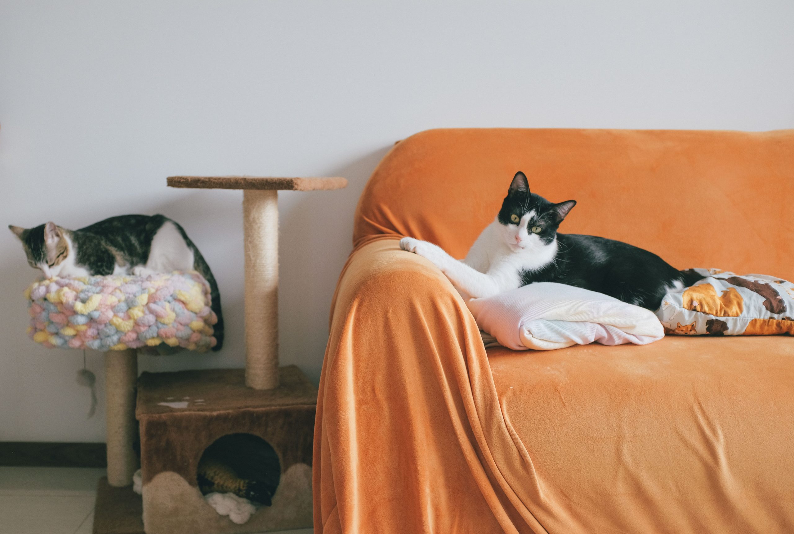 Two domestic cats relaxing on an orange-covered couch with a scratch post nearby in a cozy room.