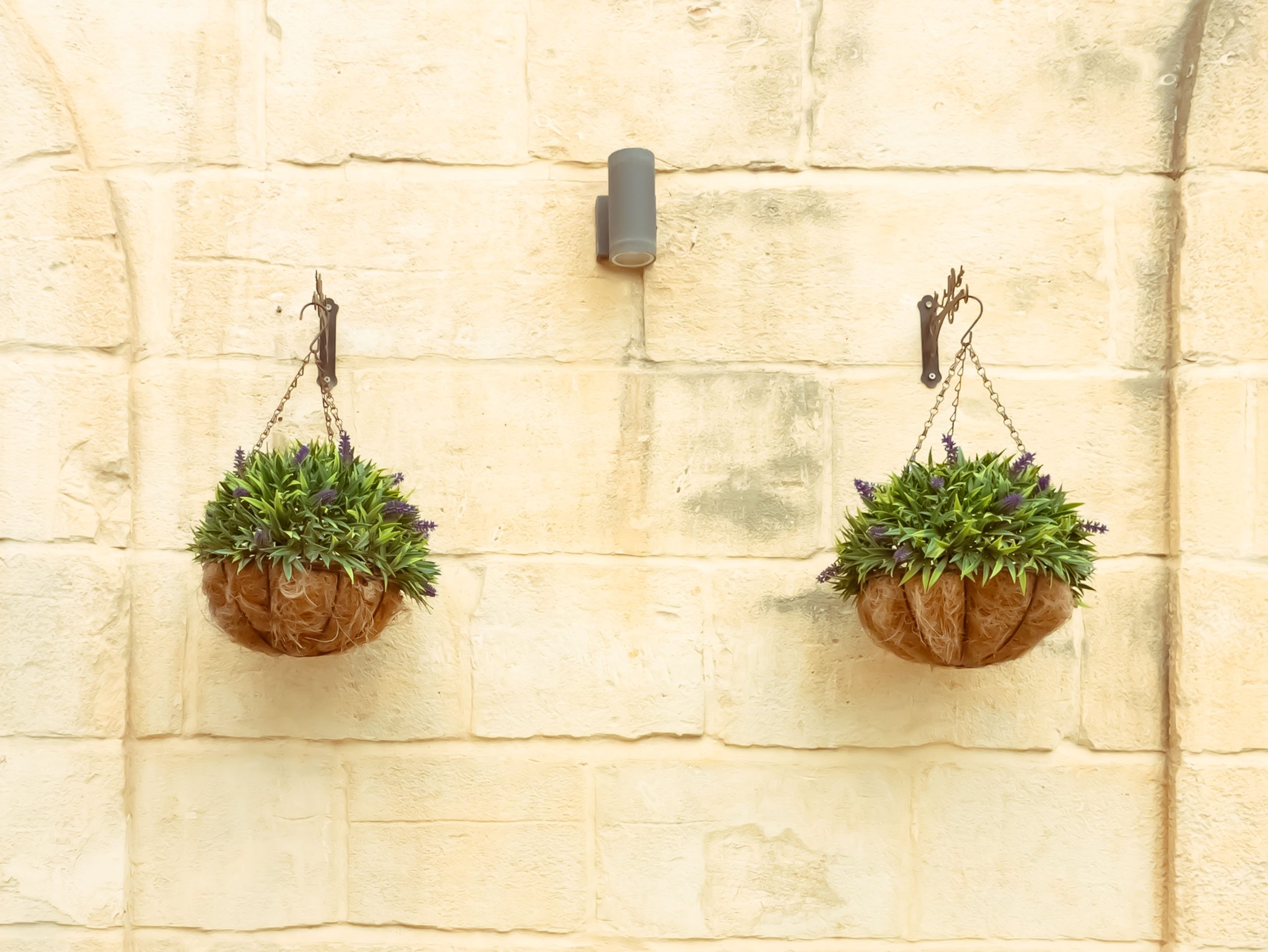 Two hanging baskets with green foliage and purple flowers on a stone wall.