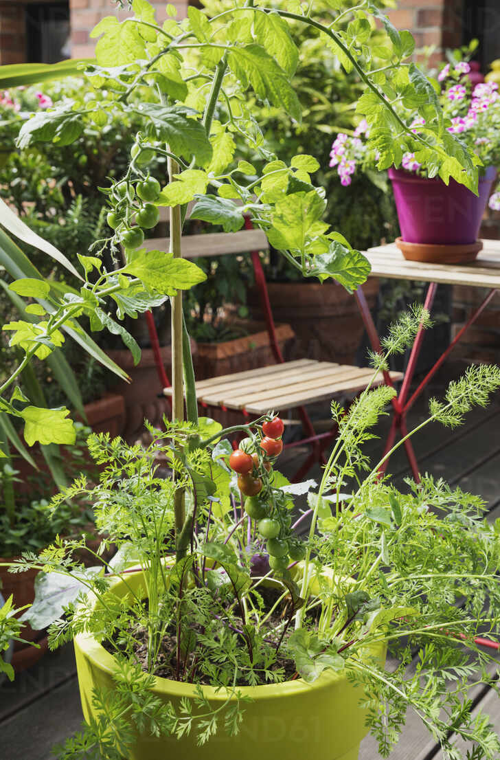 Vegetables growing in recycled plastic plant pots on balcony stock photo
