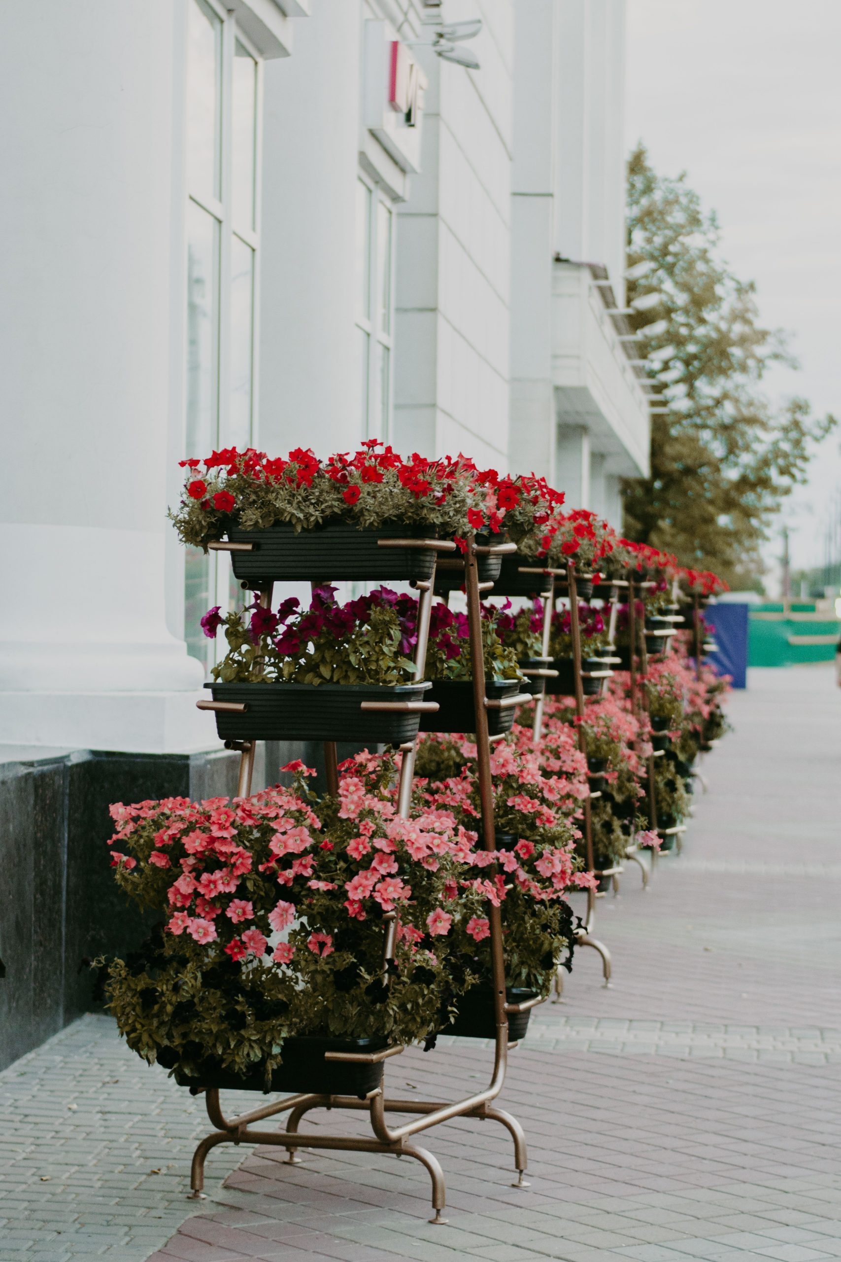 Vibrant flower stands featuring geraniums and other plants line a city sidewalk.