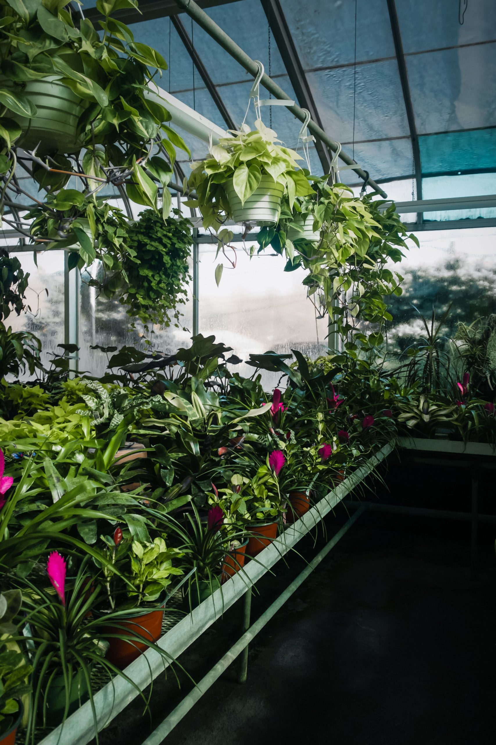 Vibrant greenhouse filled with tropical plants and hanging greenery.
