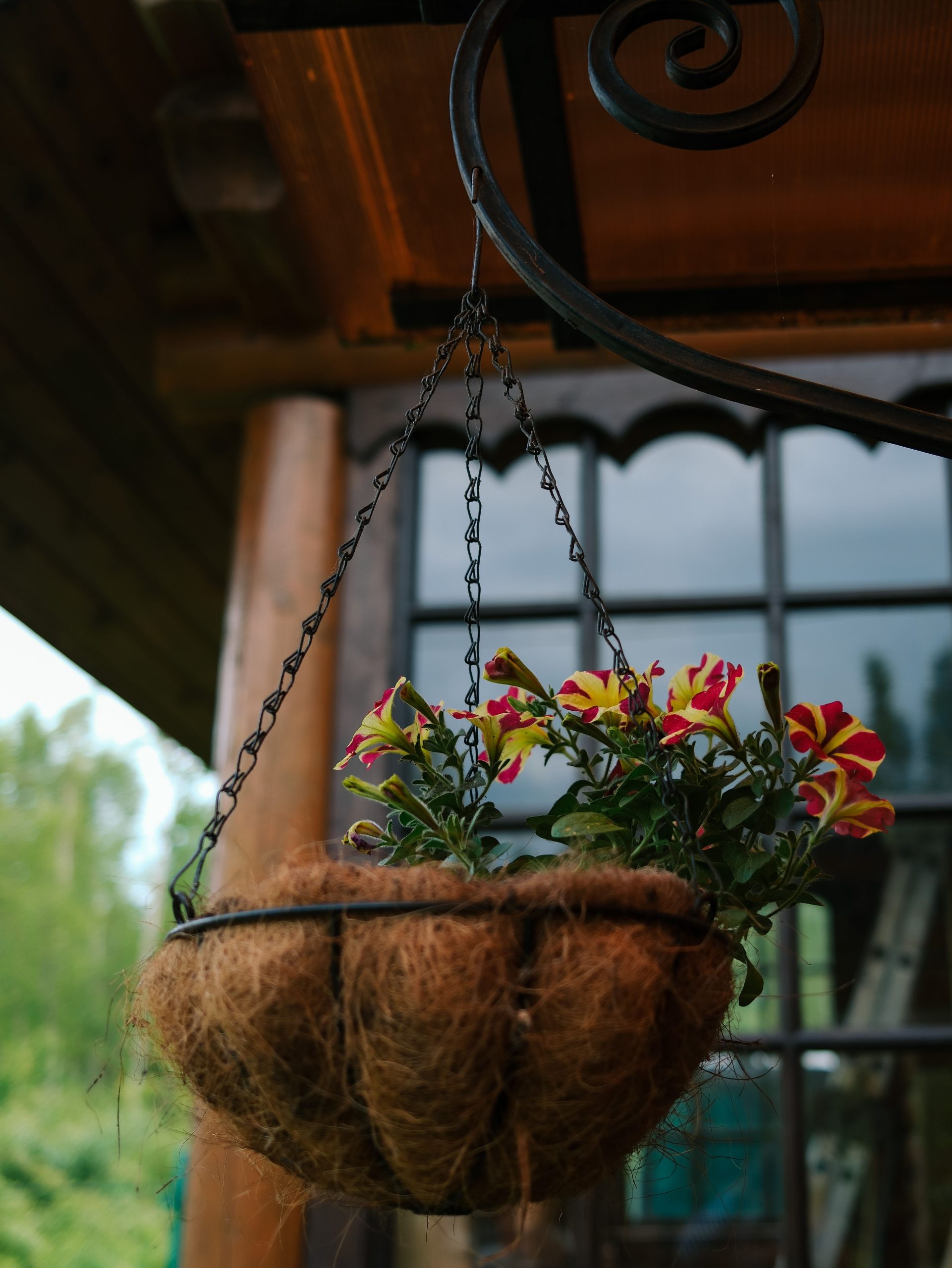 Vibrant petunias in a hanging basket against a wooden building backdrop.