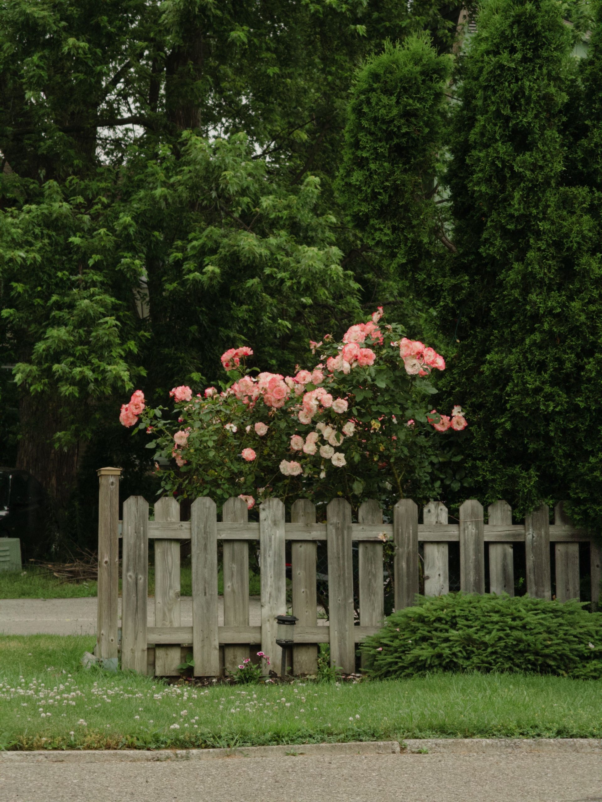 Vibrant pink roses bloom beside a wooden fence in a lush green garden in Brampton, Canada.