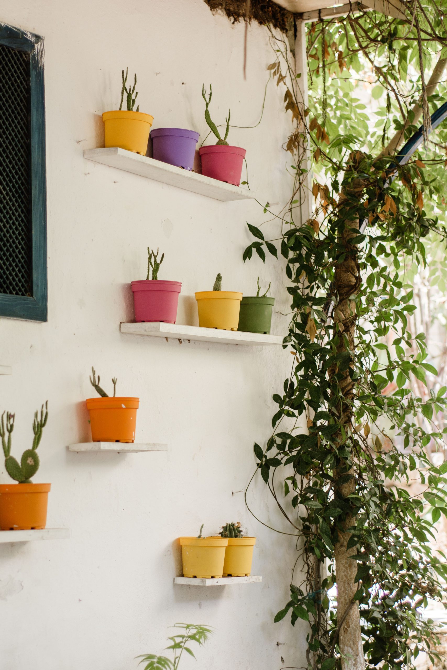 Vibrant potted plants arranged on a white wall with lush greenery outdoors.