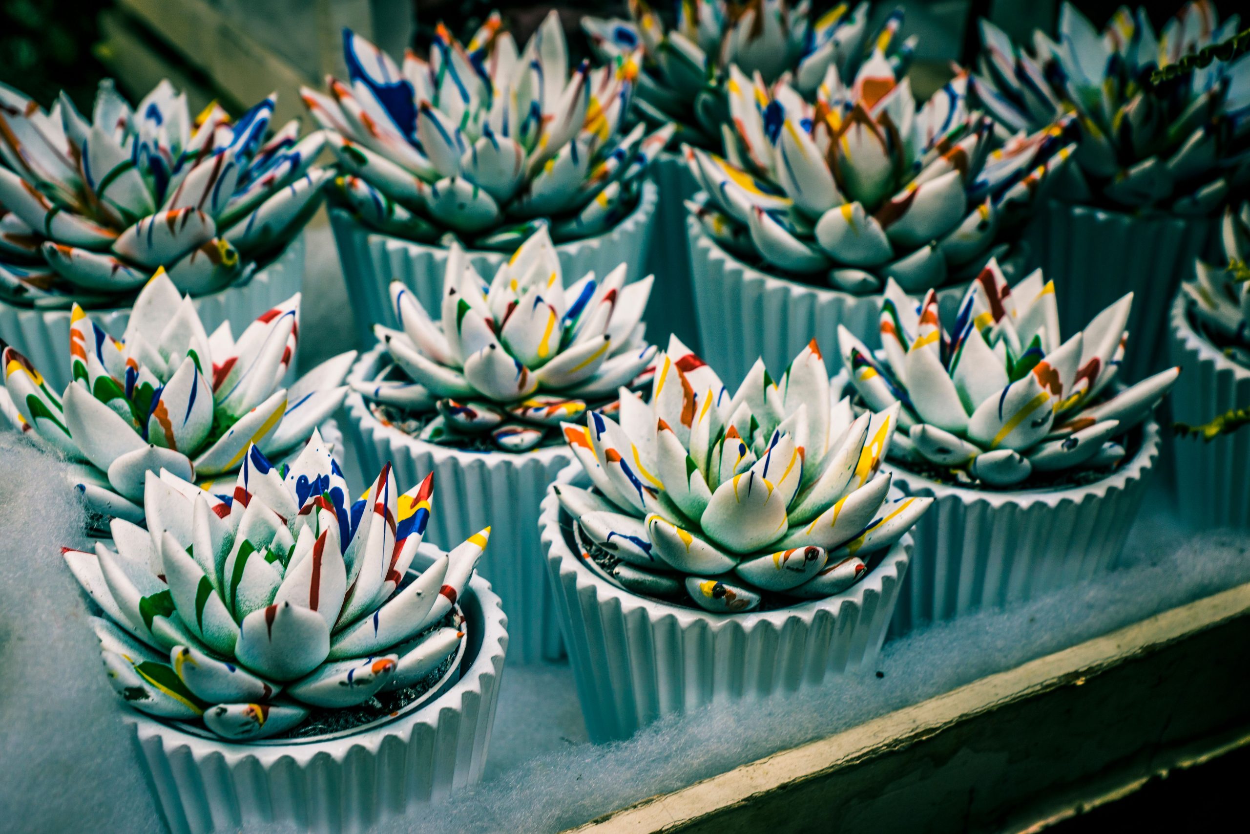 Vibrant succulents artistically displayed in white pots, ideal for home decor inspiration.