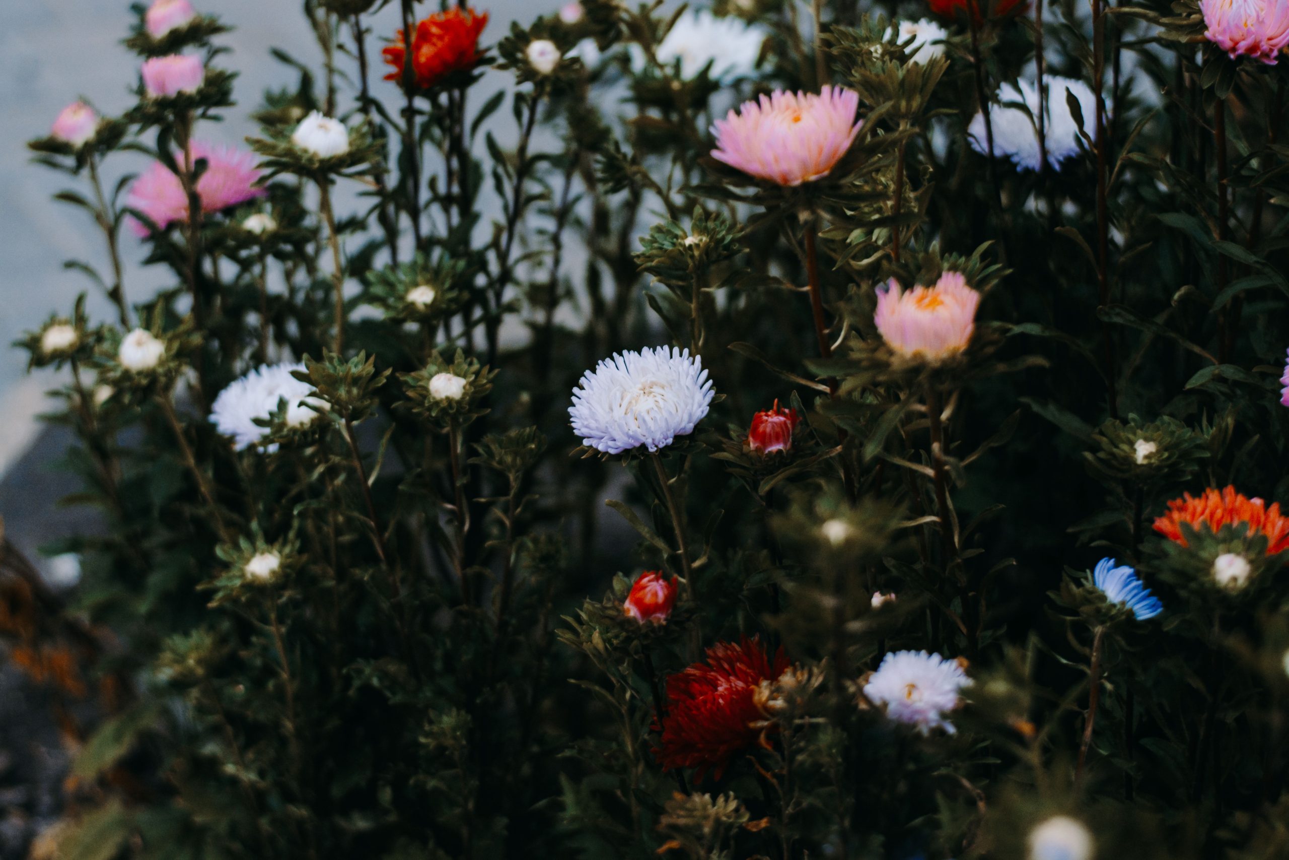 Vibrant wildflowers with colorful blooms create a stunning floral display in an outdoor garden.