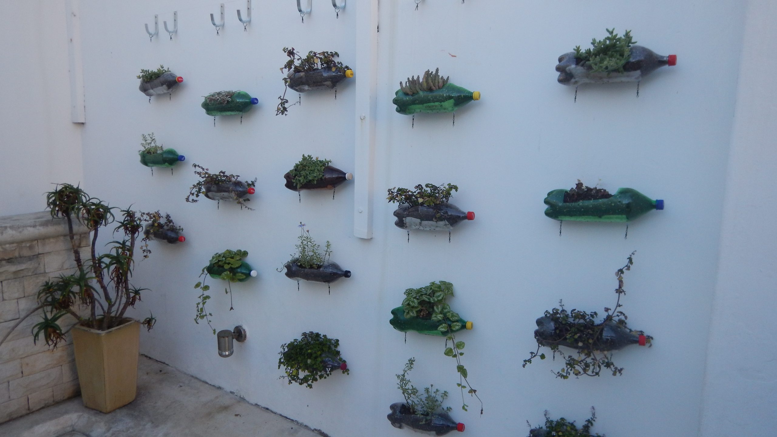 Wall hanging bottle planters - SOSF Shark Education Centre