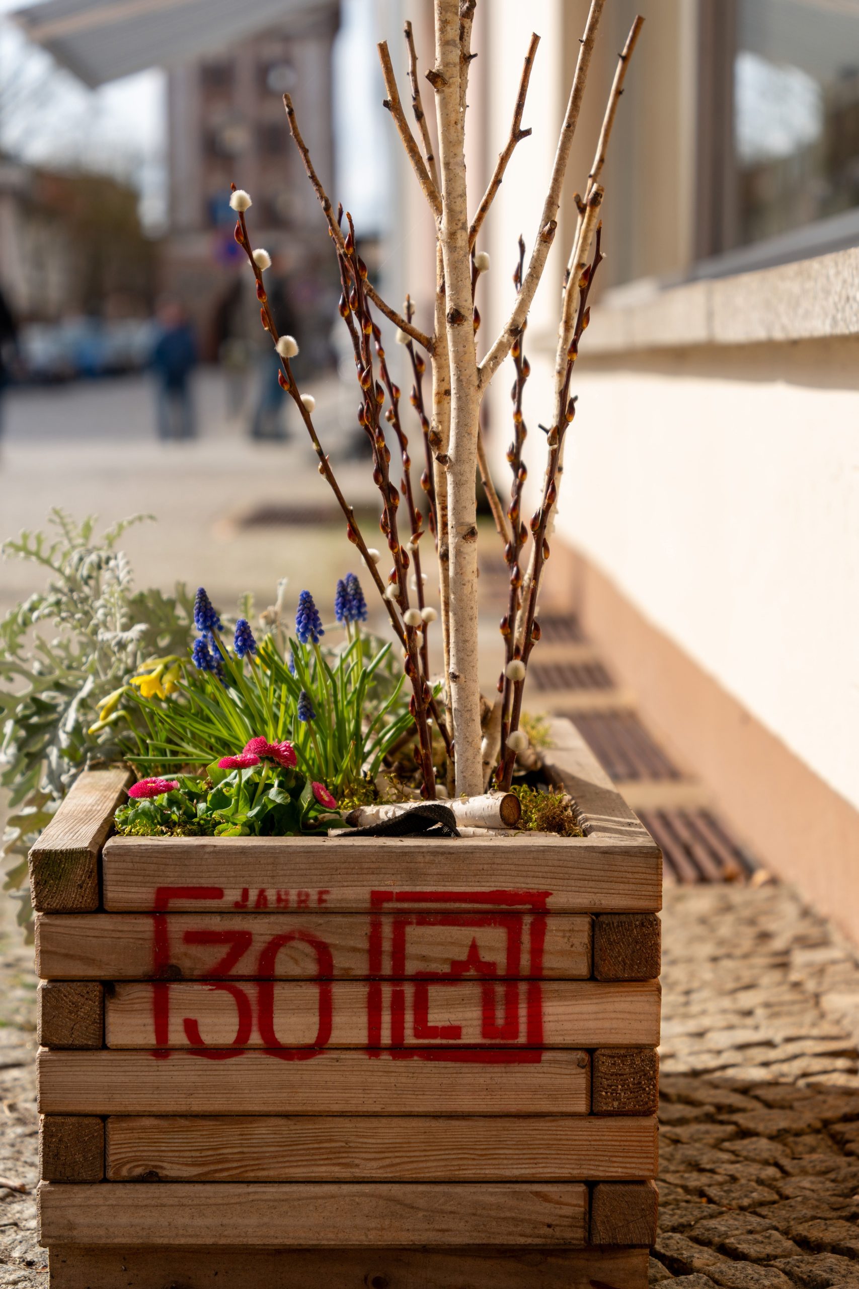 Wooden planter with birch branches and spring flowers on an outdoor terrace.