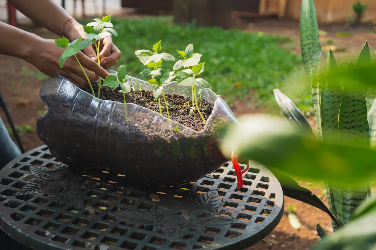 Zero Cost Gardening: Turn Used Plastic Bottles into Planters at Home | Agri Farming