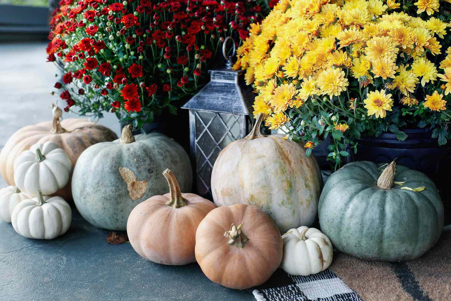 15 Types of Pumpkins to Upgrade Your Fall Decor