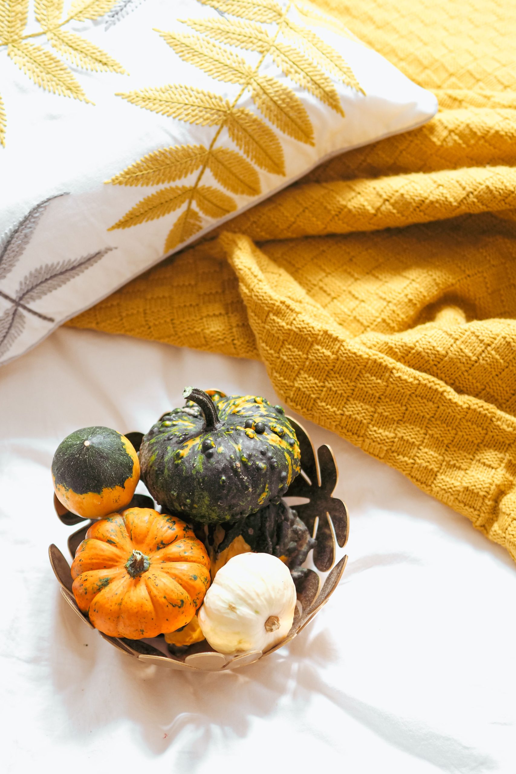A bowl of colorful pumpkins on a textured blanket with leaf pattern pillow, embracing autumn vibes.