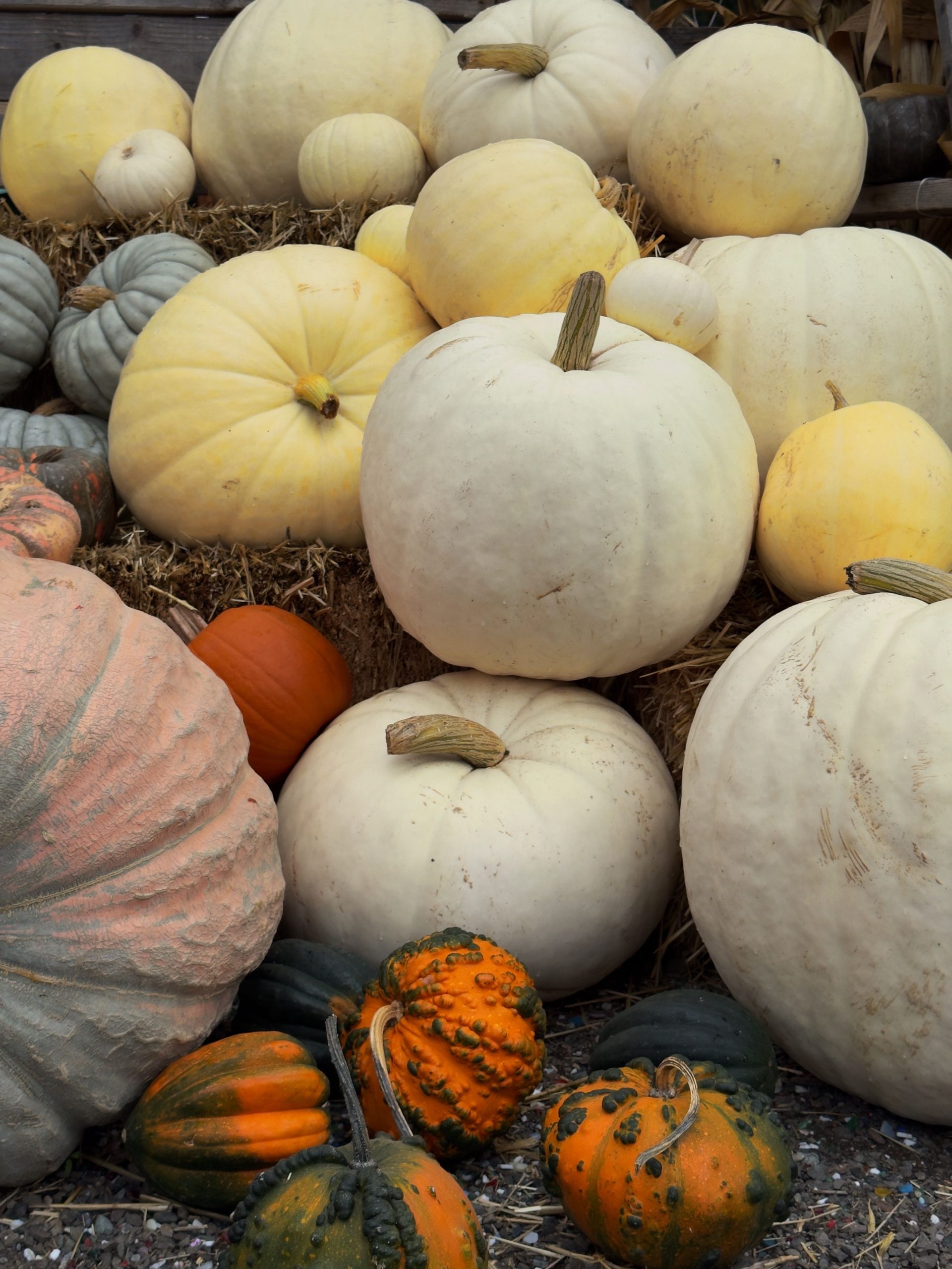 A colorful autumn display featuring various pumpkins and gourds on hay bales.