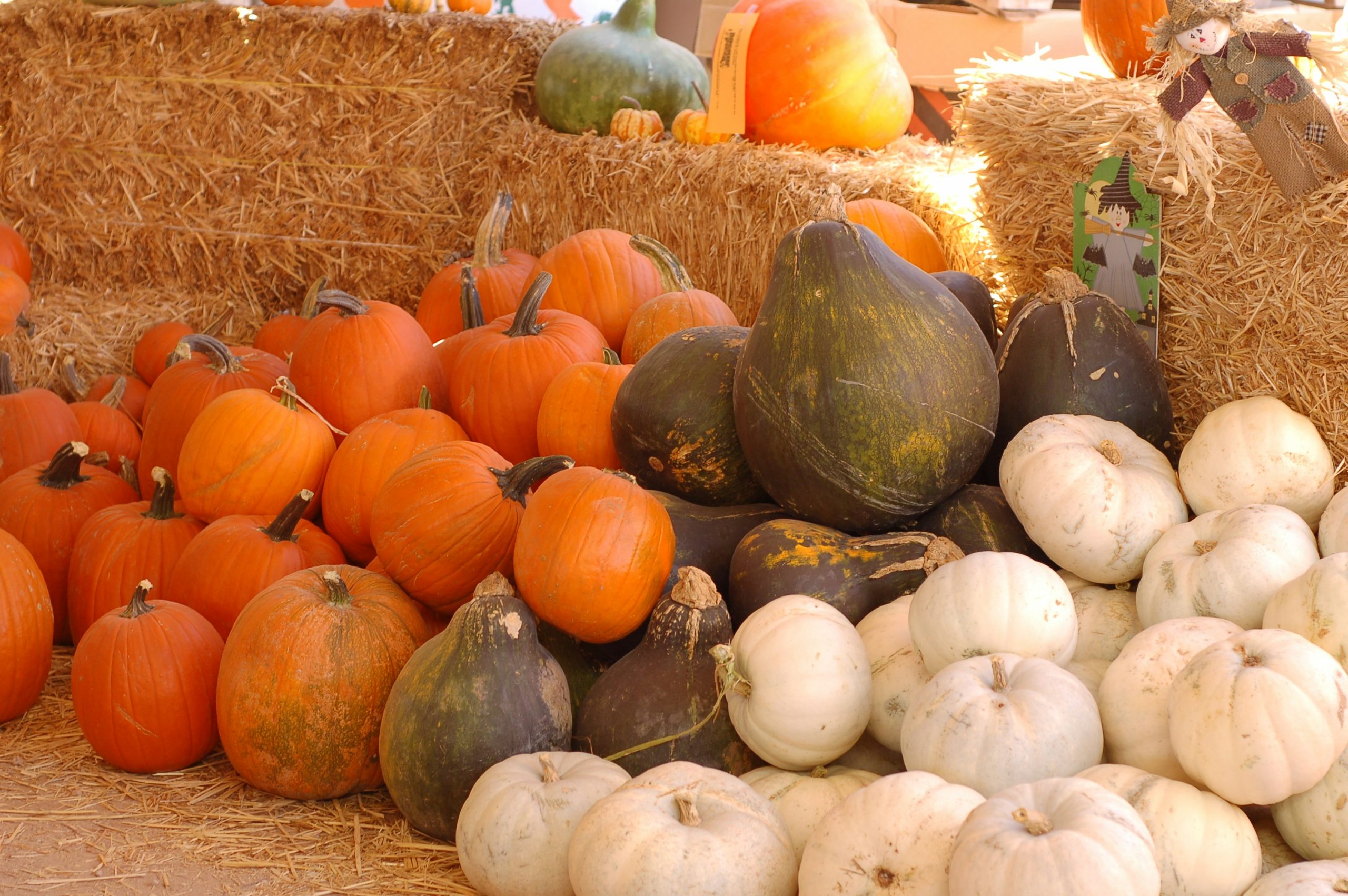 a display of pumpkins, squash, and gourds in hay bales