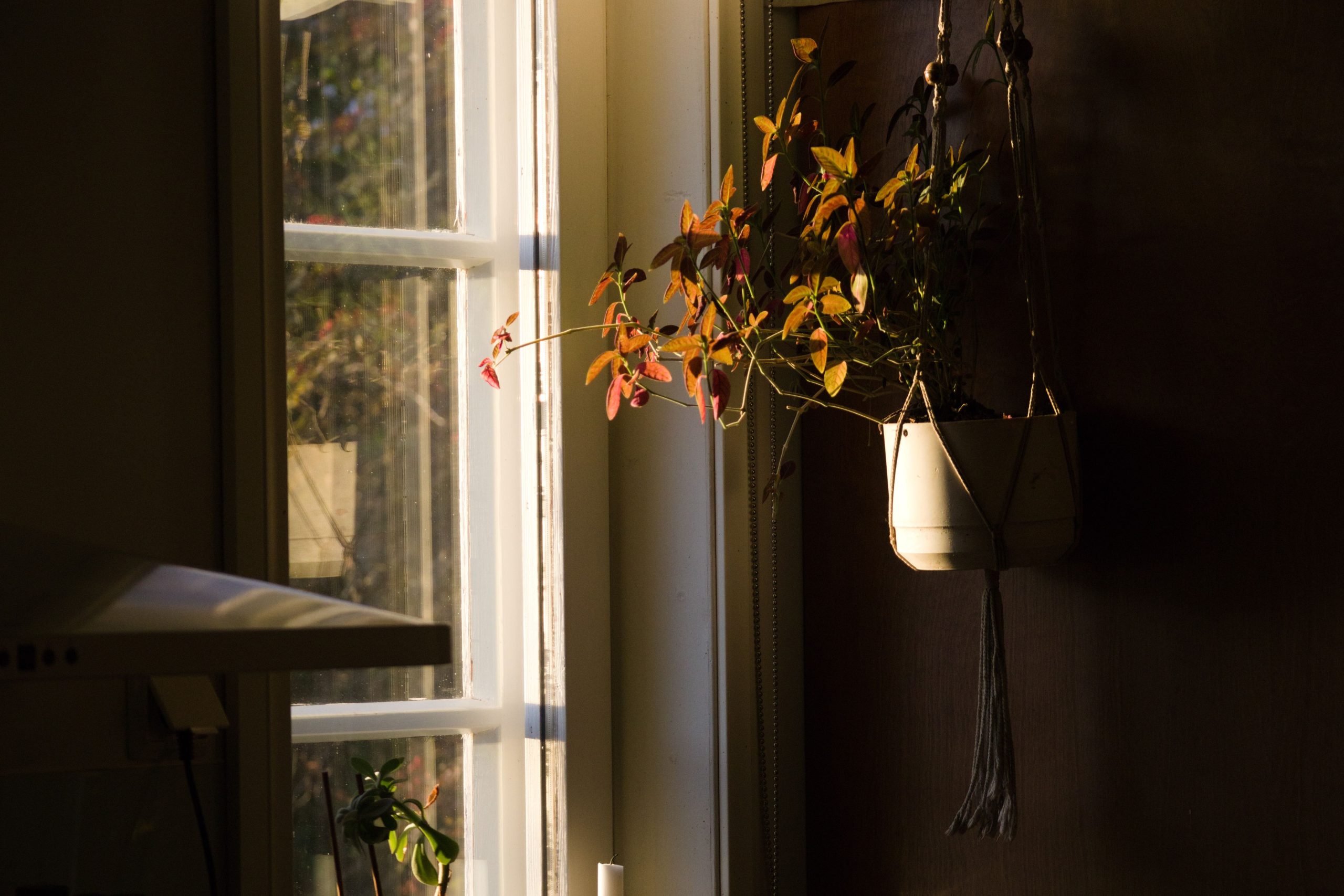 A hanging plant catches warm sunlight by a window, creating a cozy interior ambiance.