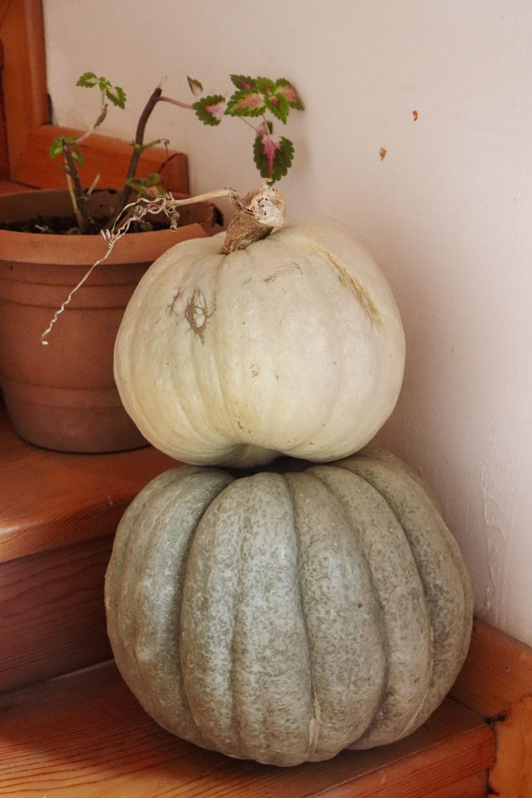 A rustic setting featuring stacked white and grey pumpkins with a potted plant on a wooden staircase.