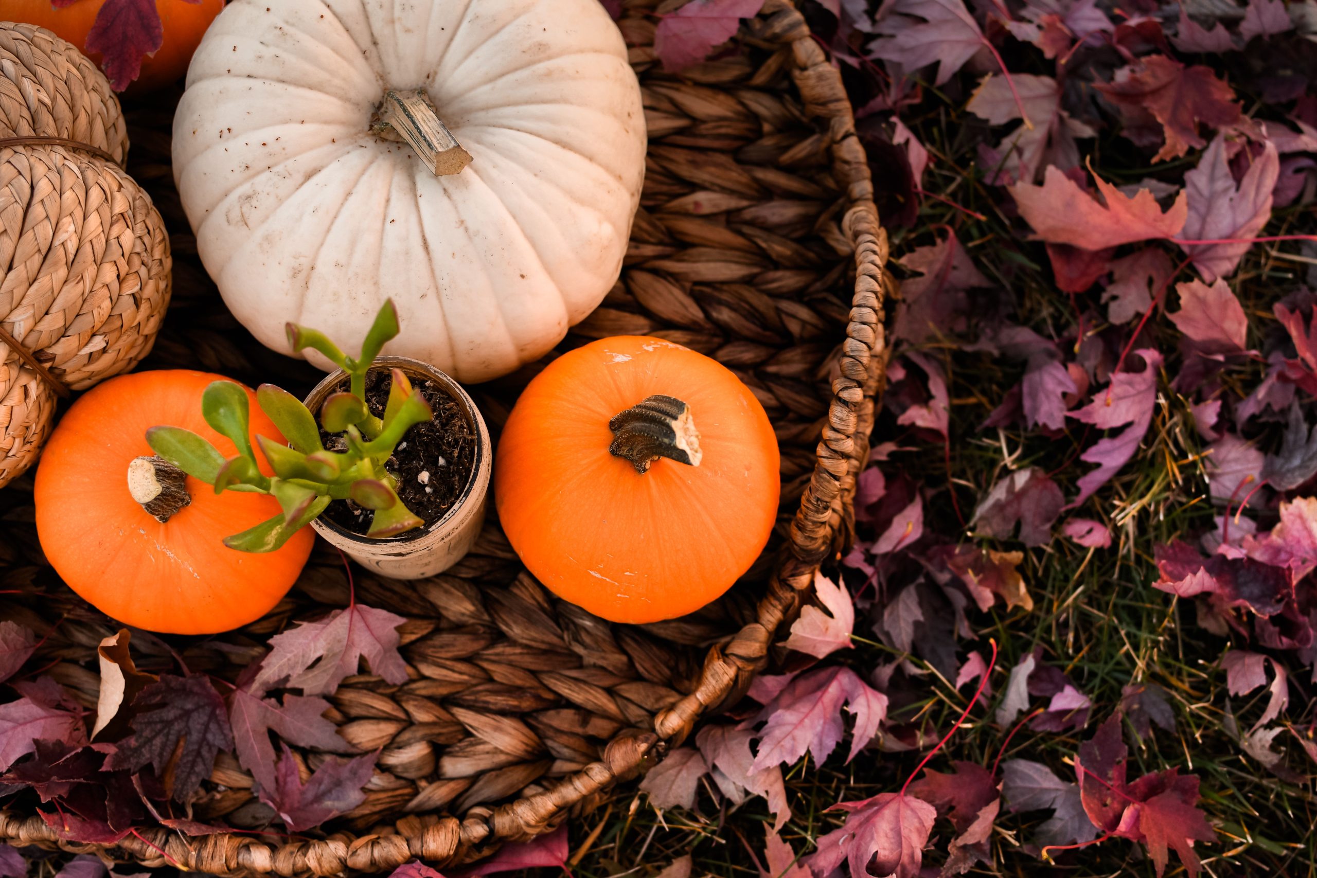 A rustic wicker basket filled with pumpkins, a potted plant, and autumn leaves.