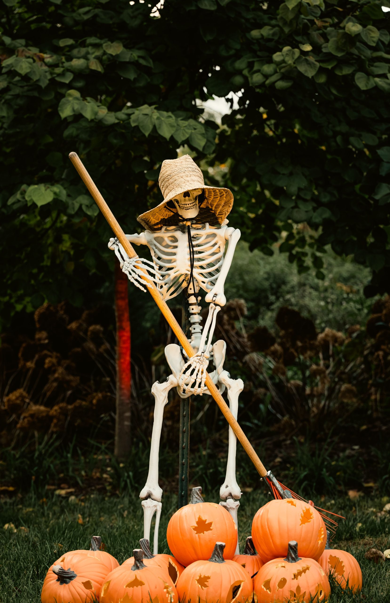 A spooky garden scene featuring a skeleton with a hat surrounded by pumpkins, perfect for Halloween decor.
