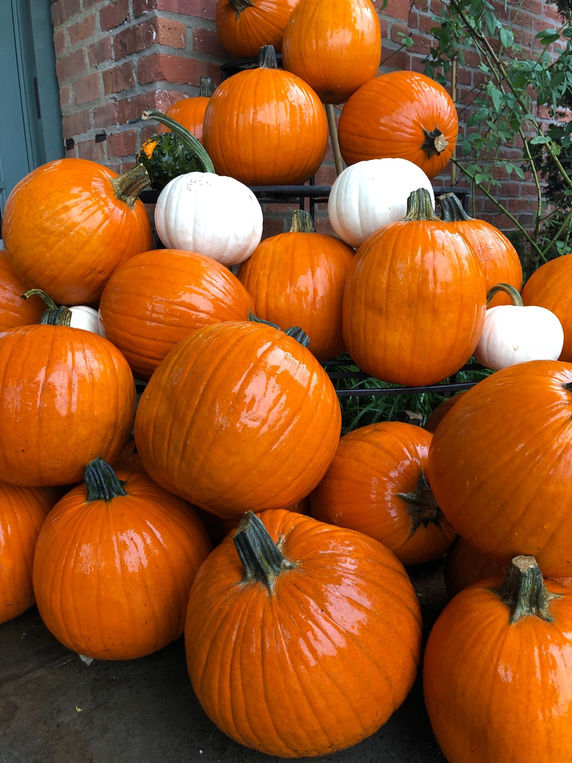 A stack of bright orange and white pumpkins outdoors, showcasing autumn harvest.