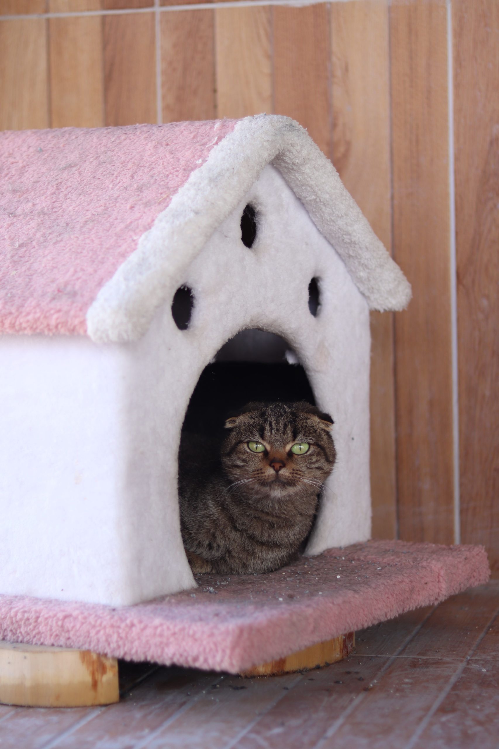 A tabby cat comfortably resting inside a pink and white pet house indoors.