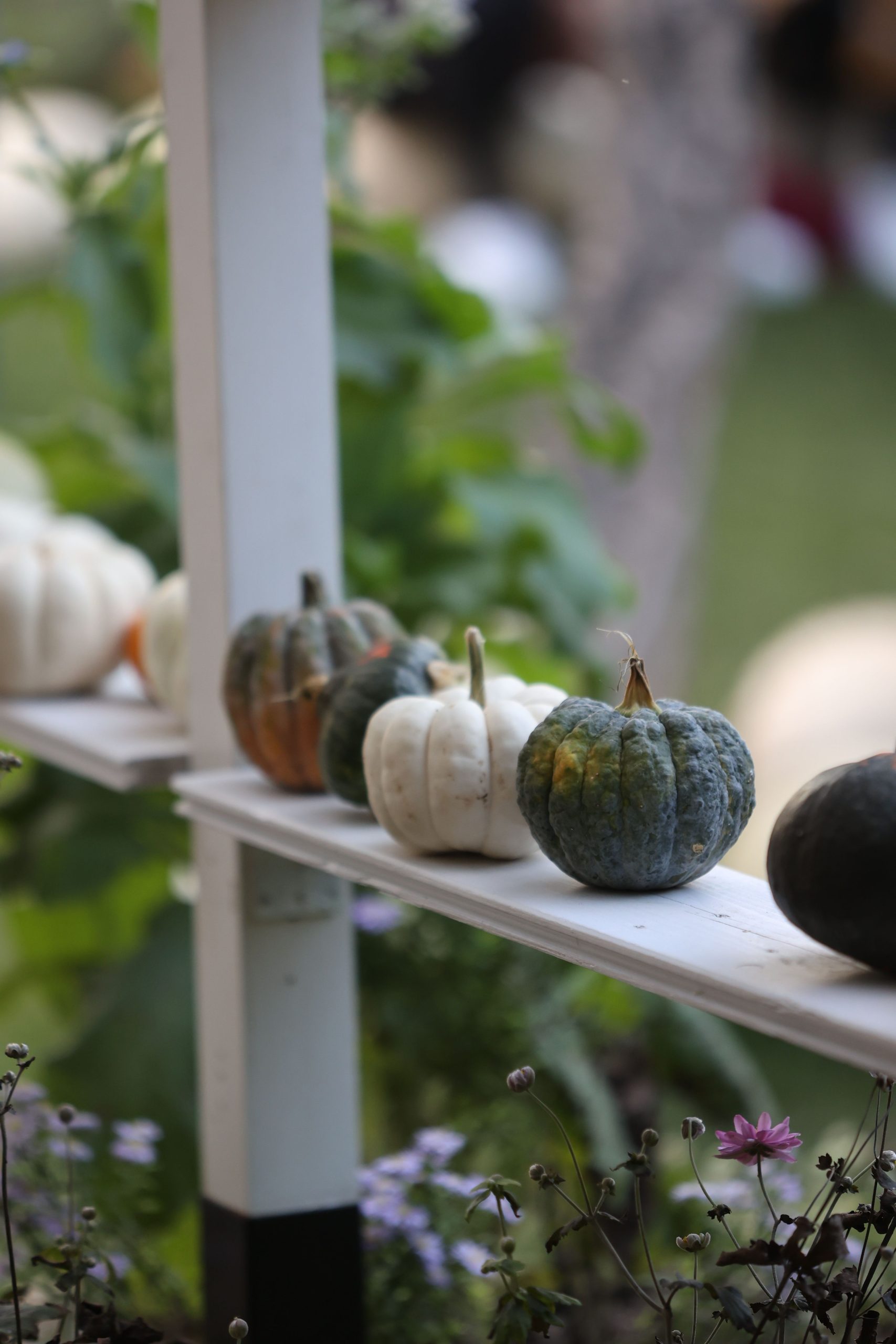 A variety of gourds beautifully arranged on an outdoor shelf in a garden setting.