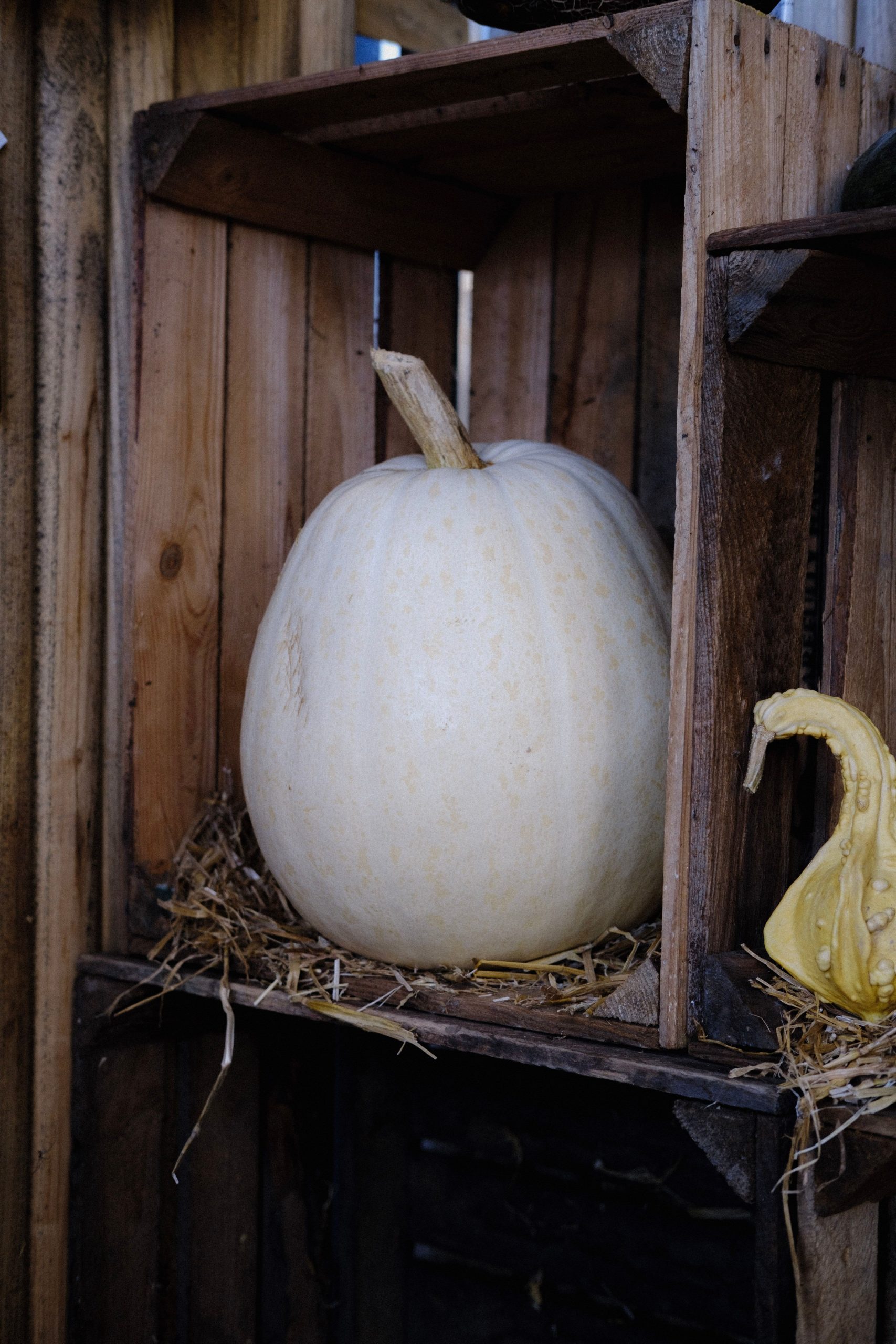 A white pumpkin sits elegantly on a rustic wooden shelf, surrounded by straw.