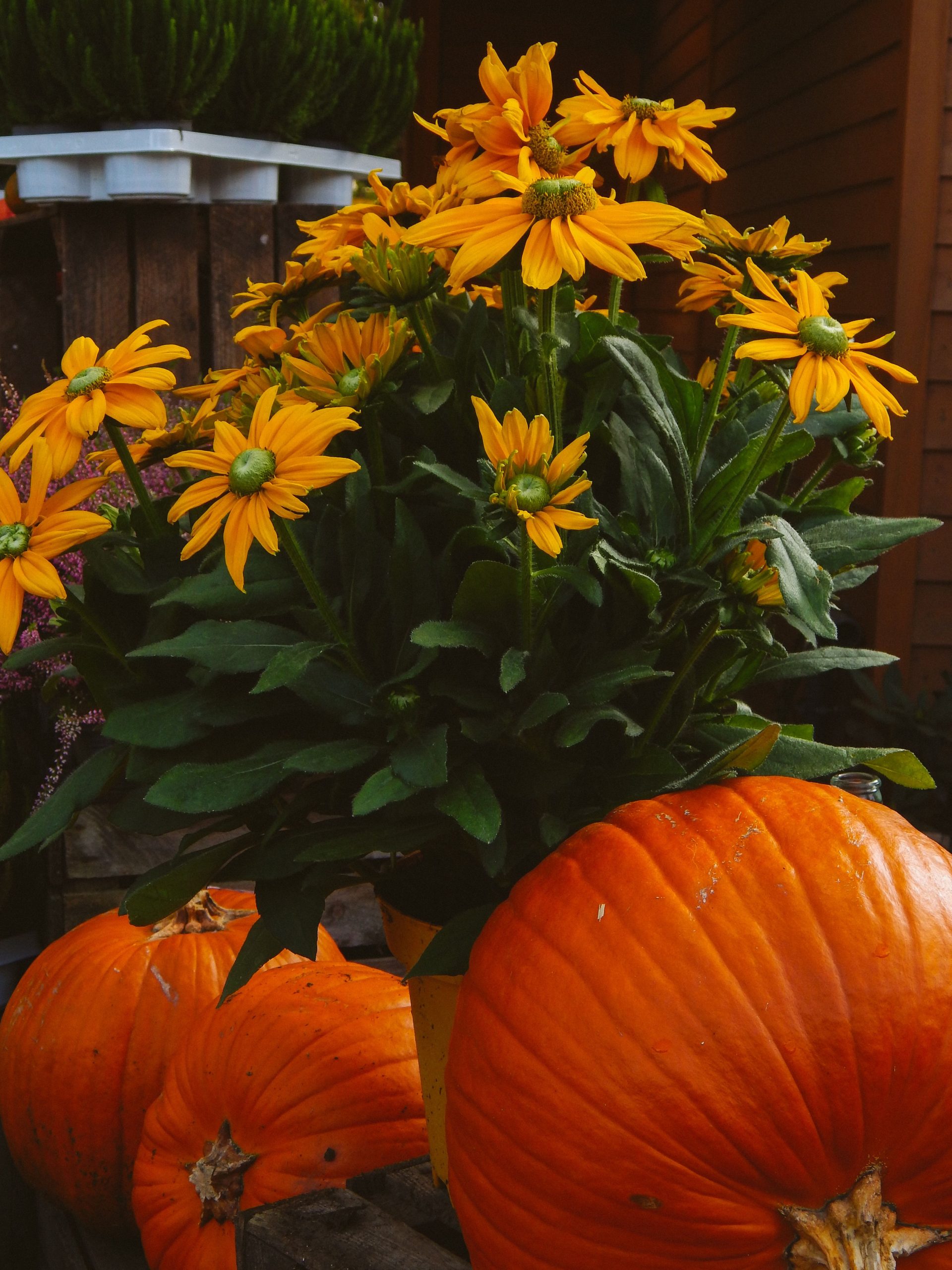 Bright yellow daisies paired with orange pumpkins in an outdoor autumn setting.
