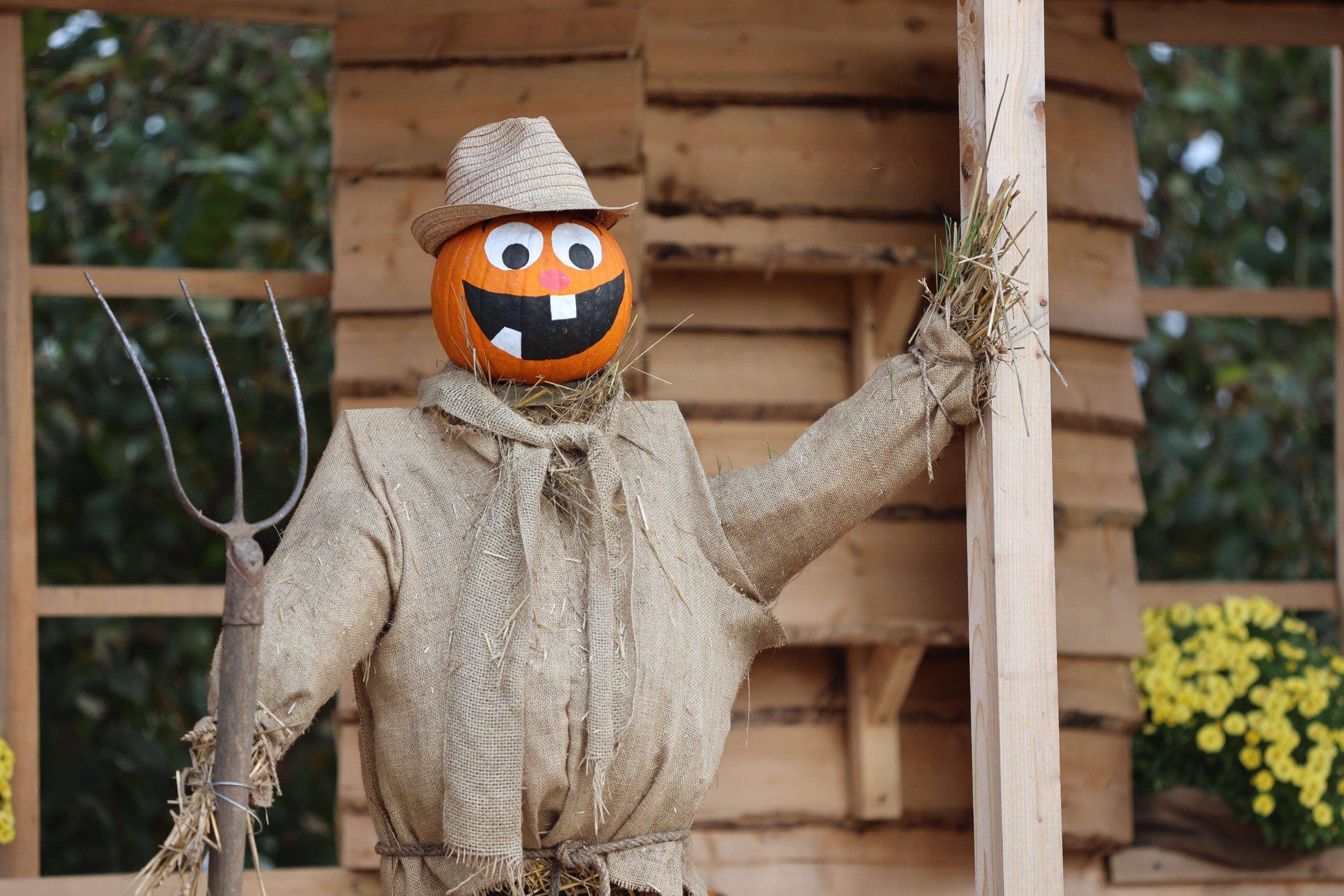 Charming scarecrow with a pumpkin head, adding a festive touch to outdoor Halloween decor.
