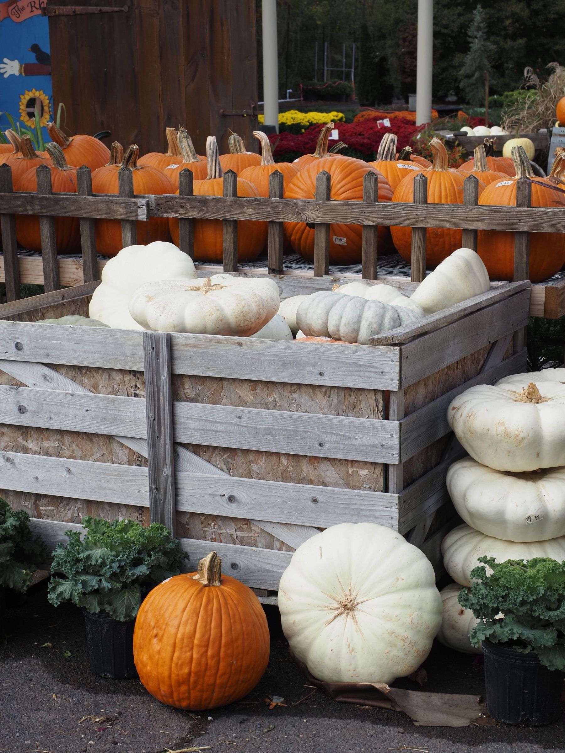 Colorful autumn display of white and orange pumpkins in North Wales, Pennsylvania.