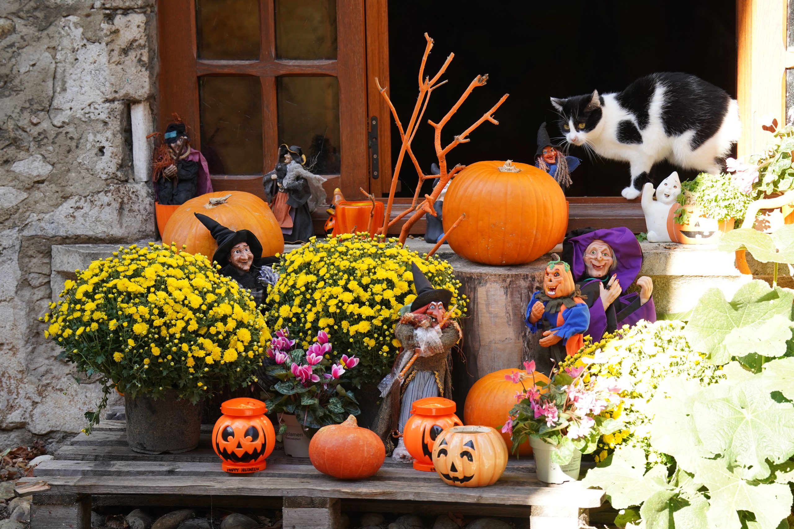 Cozy autumn Halloween display with pumpkins, flowers, witch figurines, and a curious cat in a rustic setting.