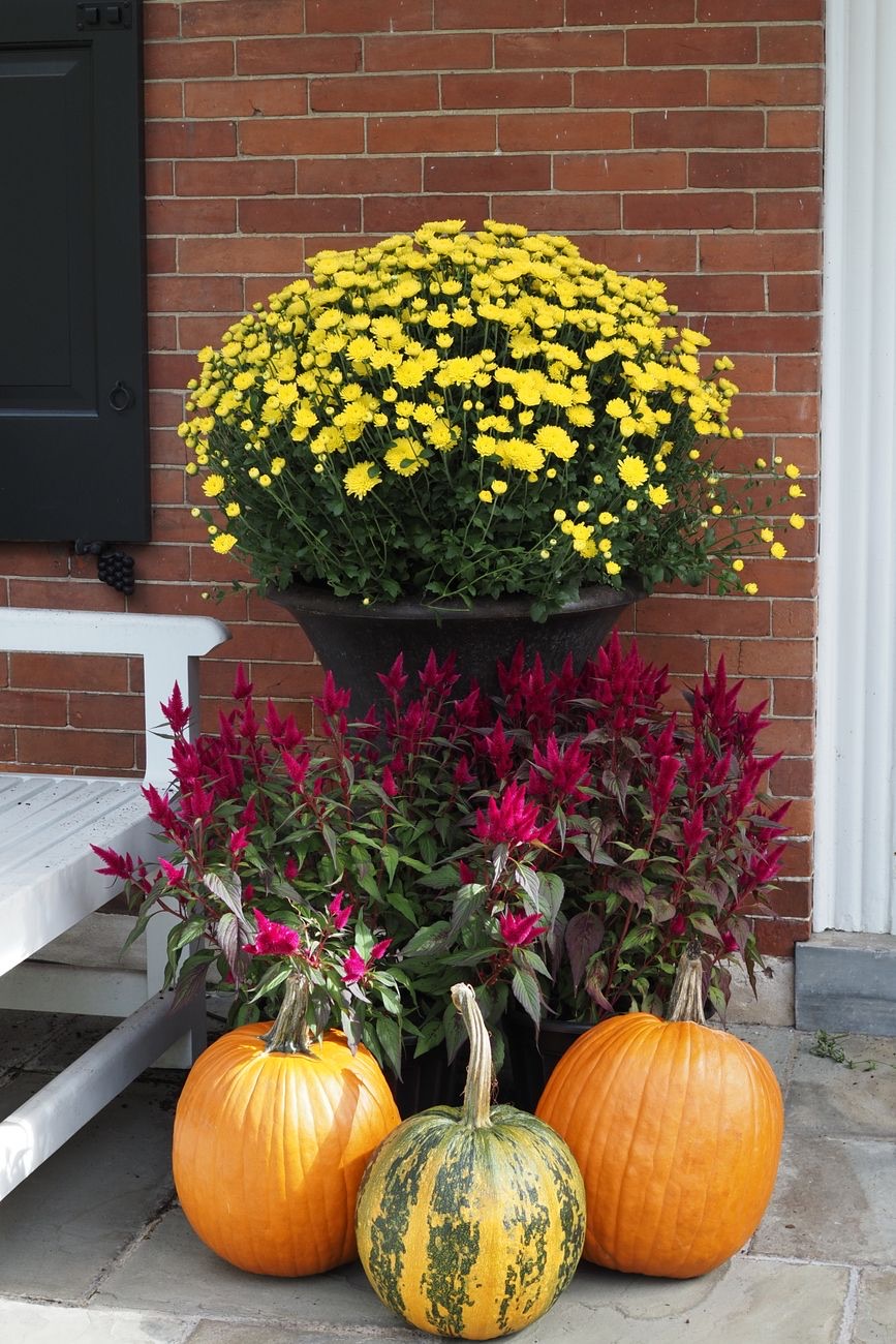 Fall Porch Planters with Mums (Foolproof Combos & Care)