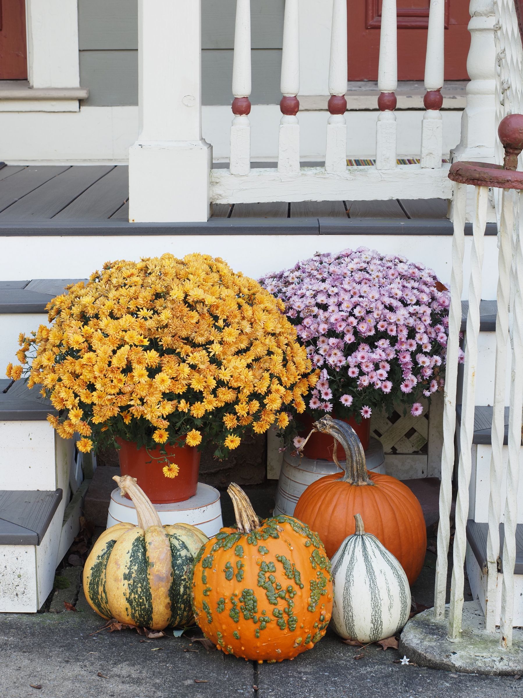 Festive autumn porch with vibrant mums and decorative pumpkins in North Wales.
